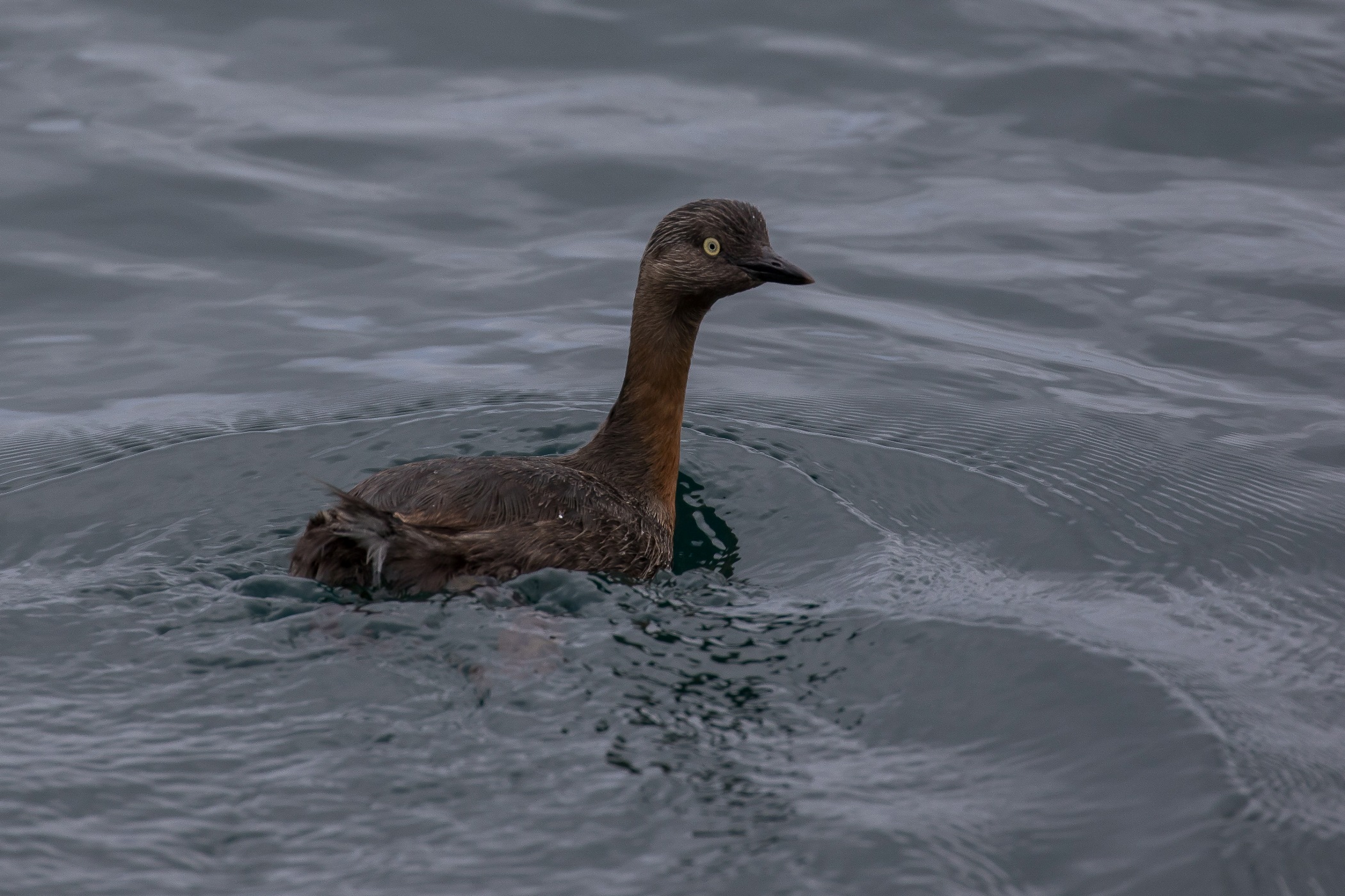Dabchick,-455.JPG