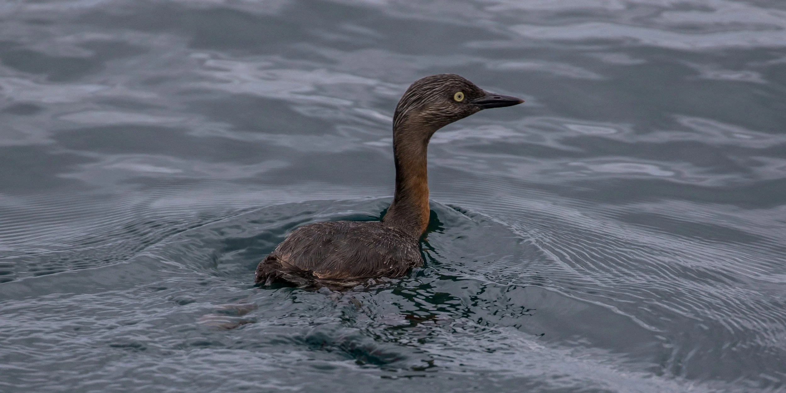 Dabchick,-456.JPG