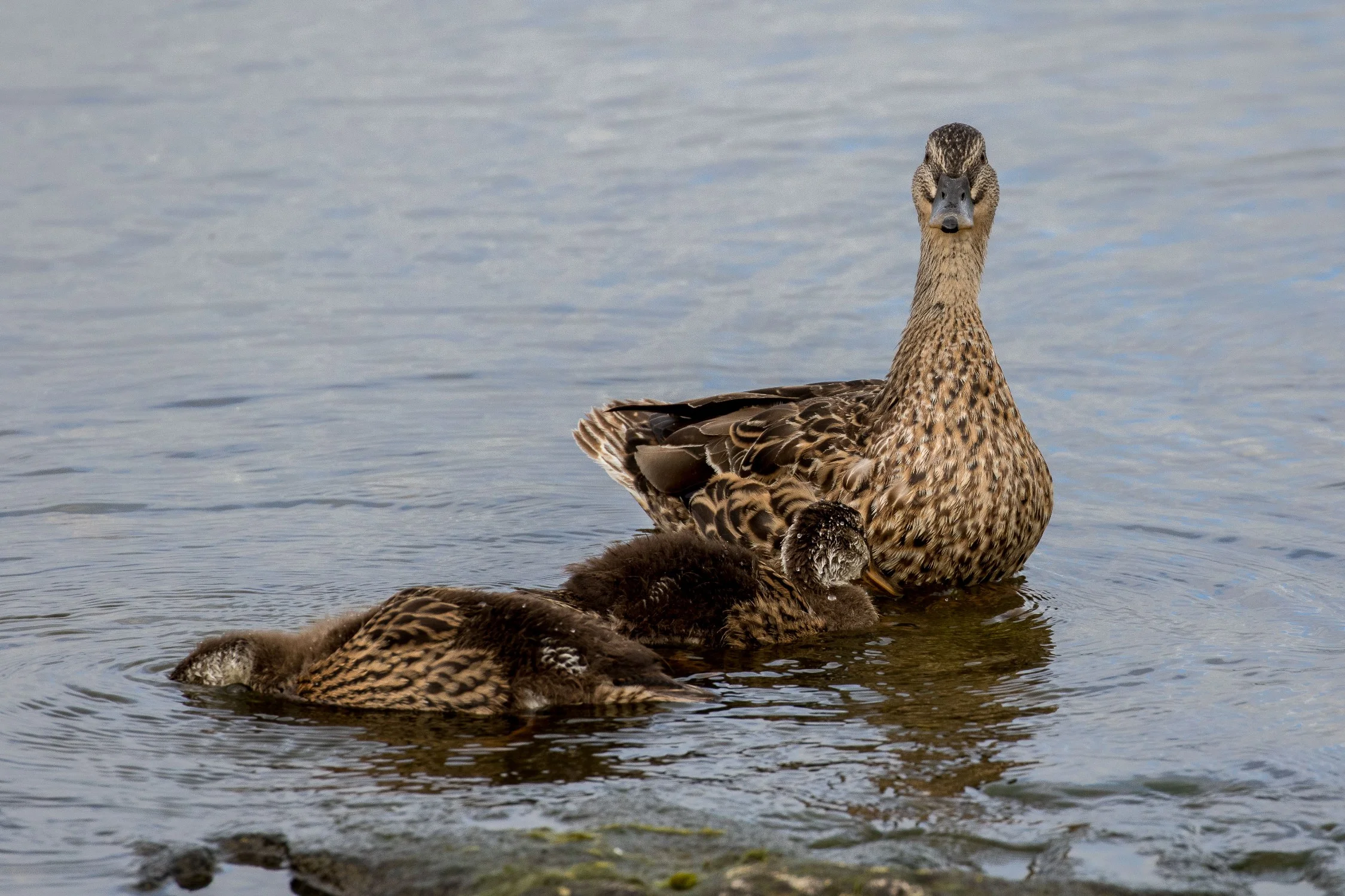 Grey Duck,Parera,-184.JPG