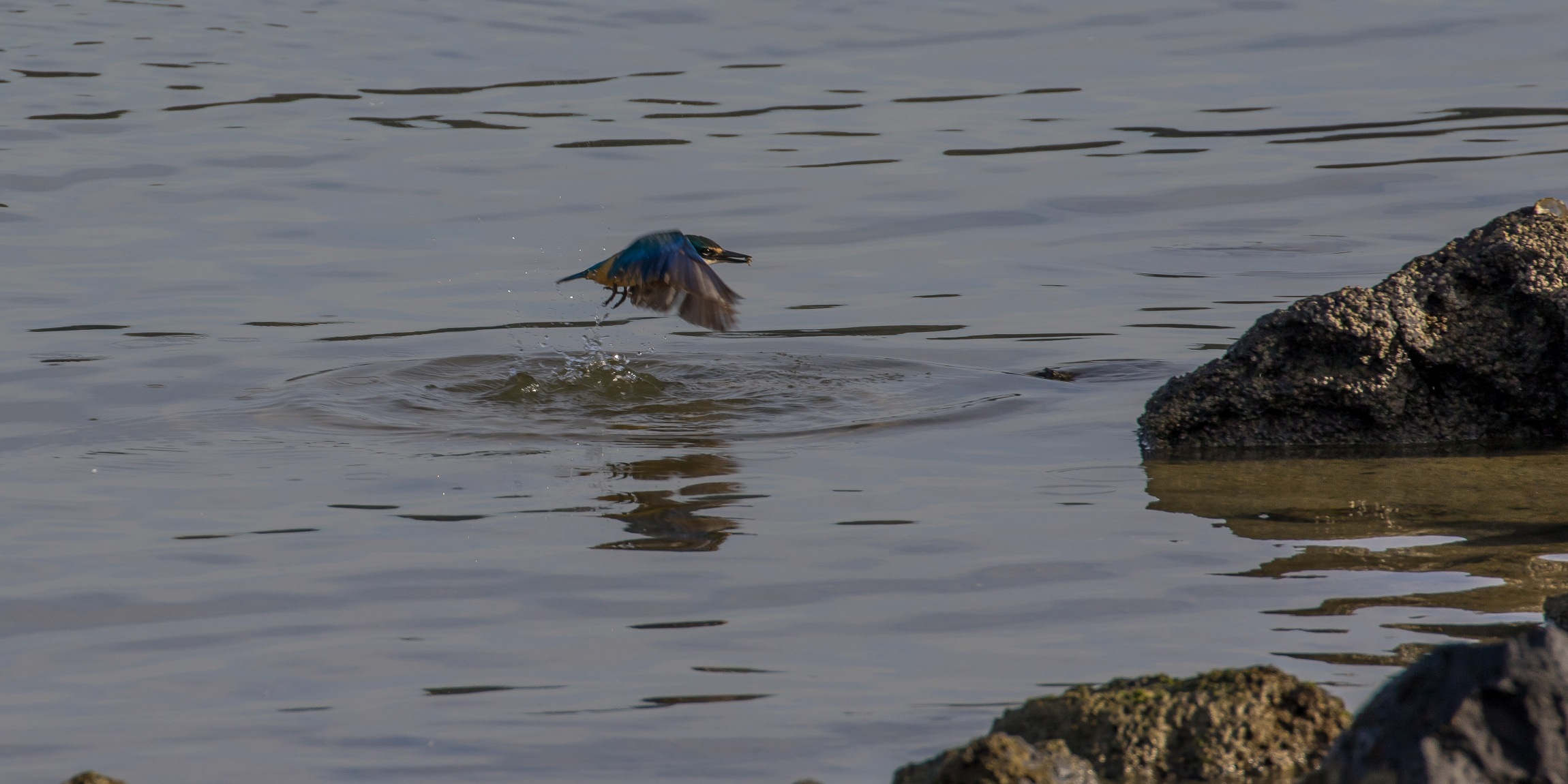 Kingfisher,-4496.JPG