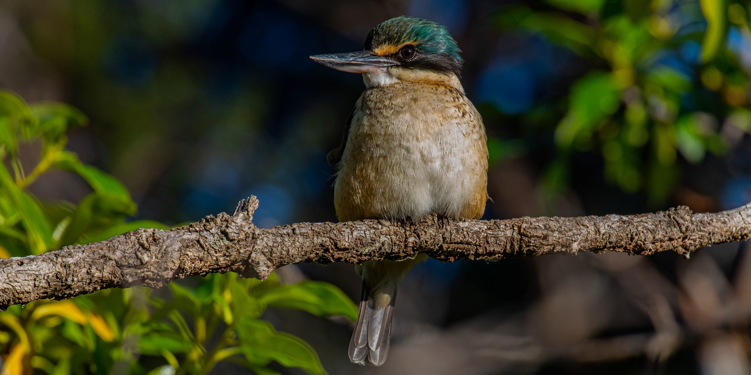 Kotare,Kingfisher,-7865.jpg