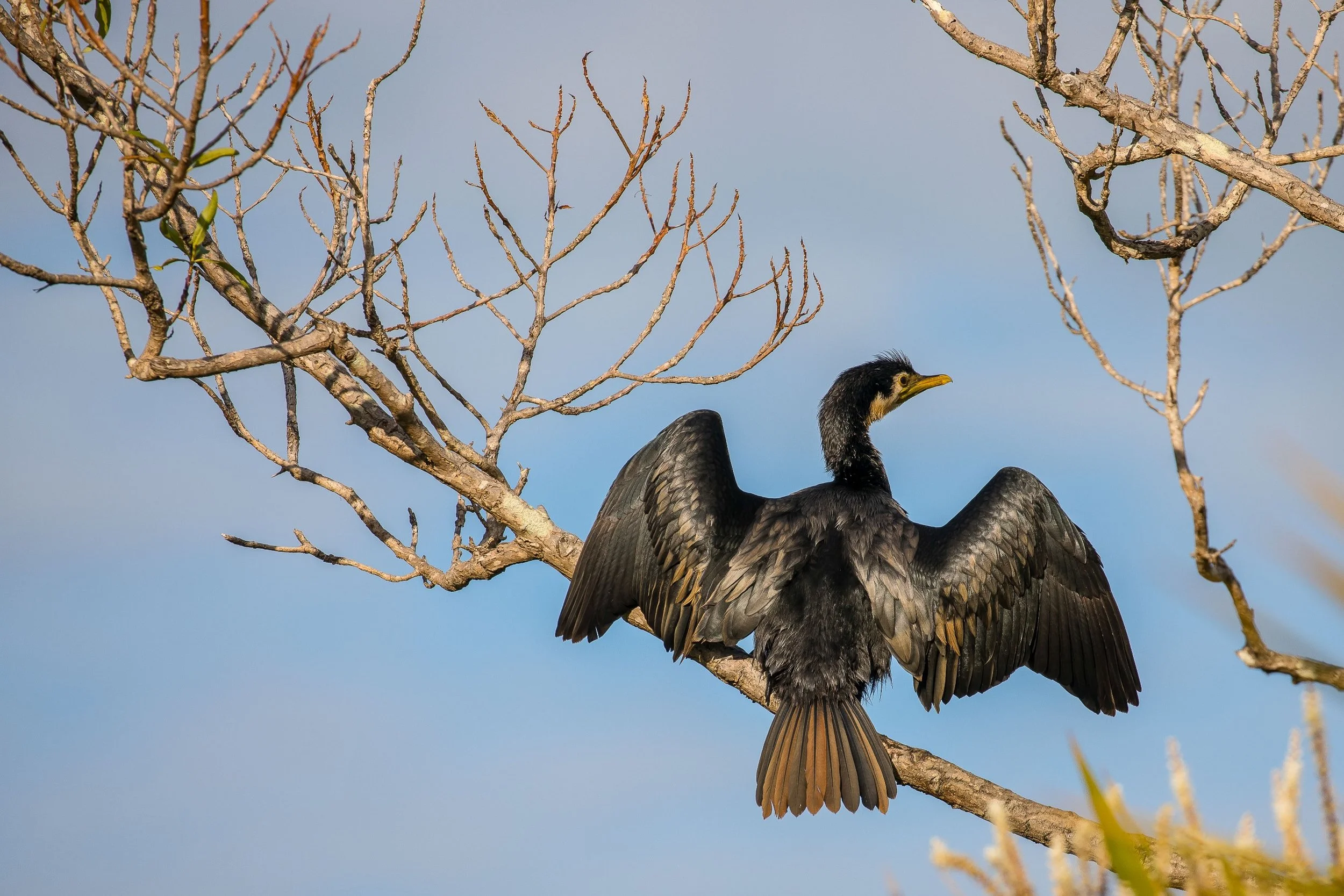 Little Shag,-265.JPG