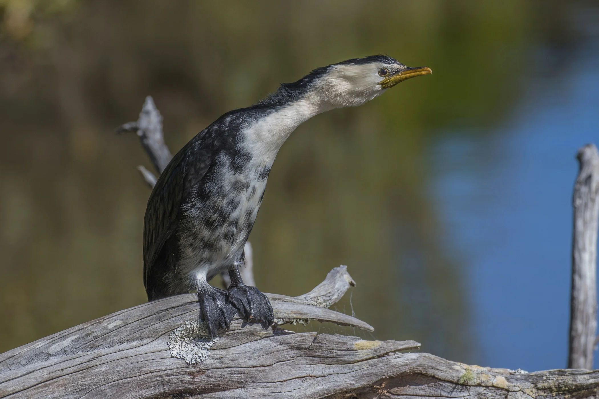 Little Shag,-5716.JPG
