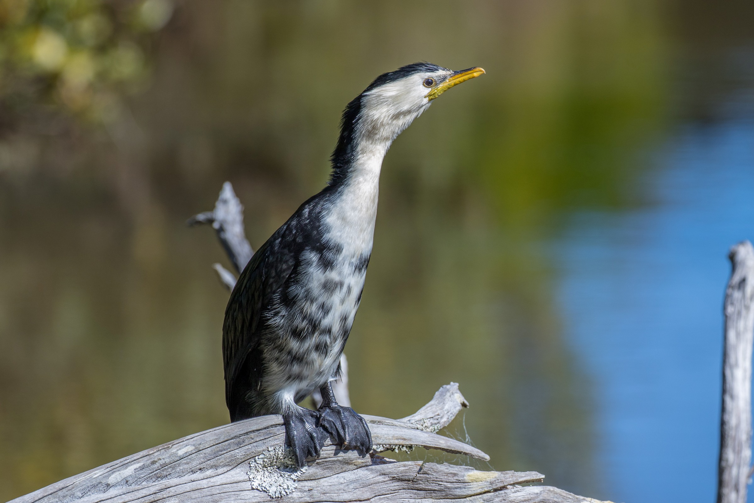 Little Shag,-5718.JPG