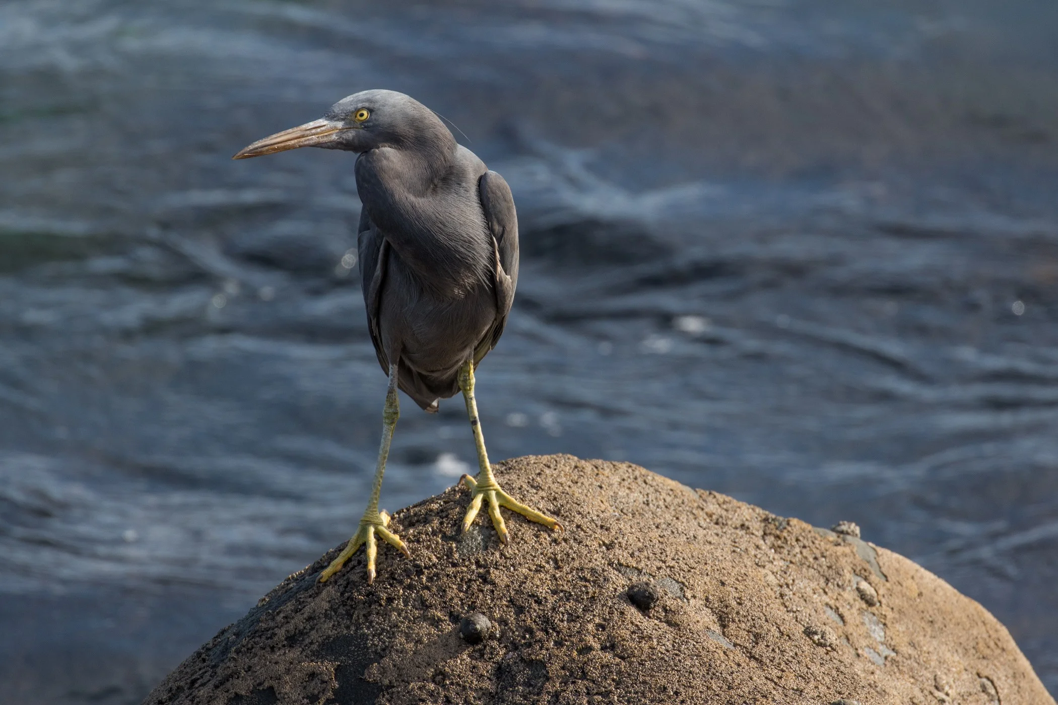 New Plymouth,Coastal Walk,Reef Heron,-5021.JPG