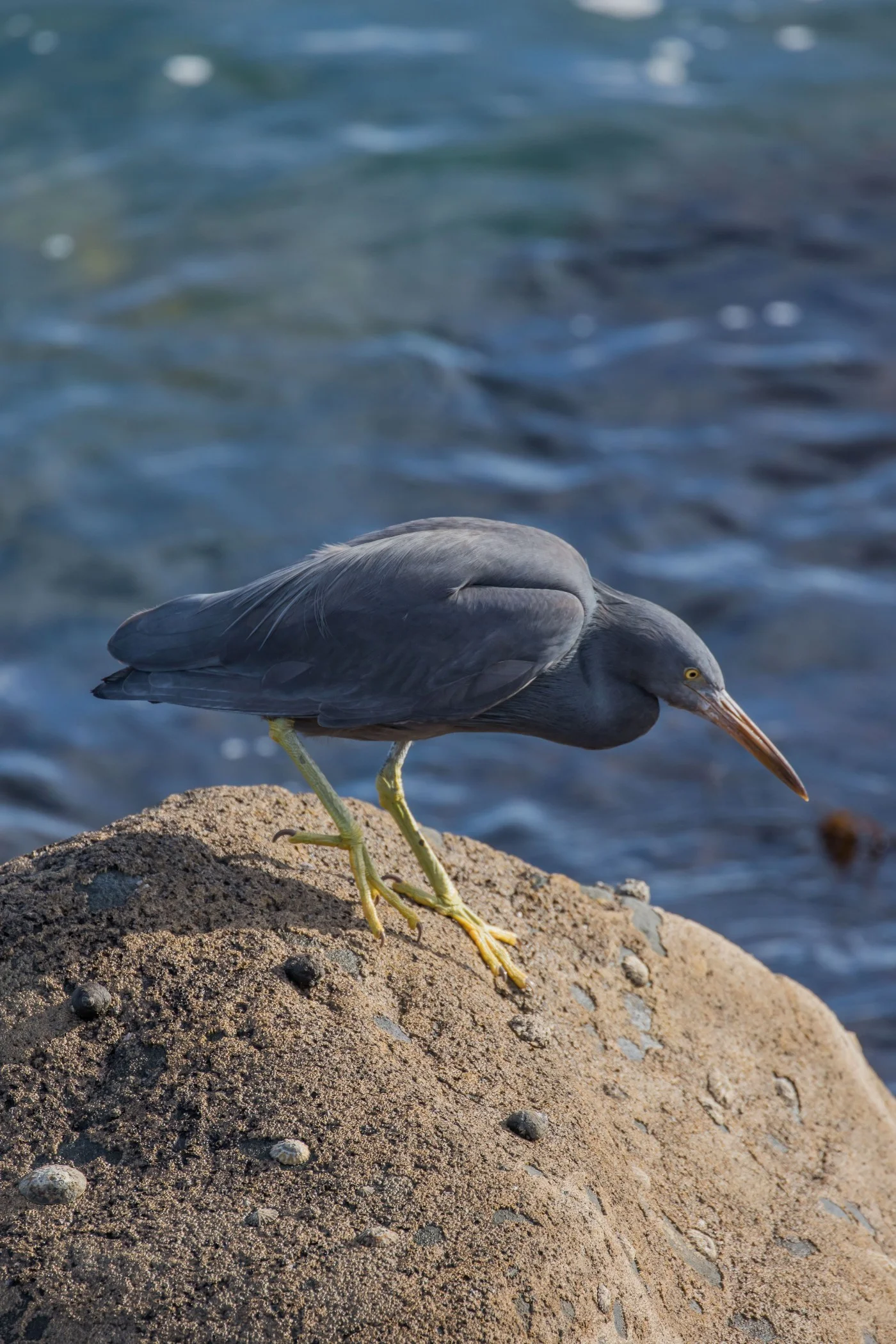 New Plymouth,Coastal Walk,Reef Heron,-5043.JPG