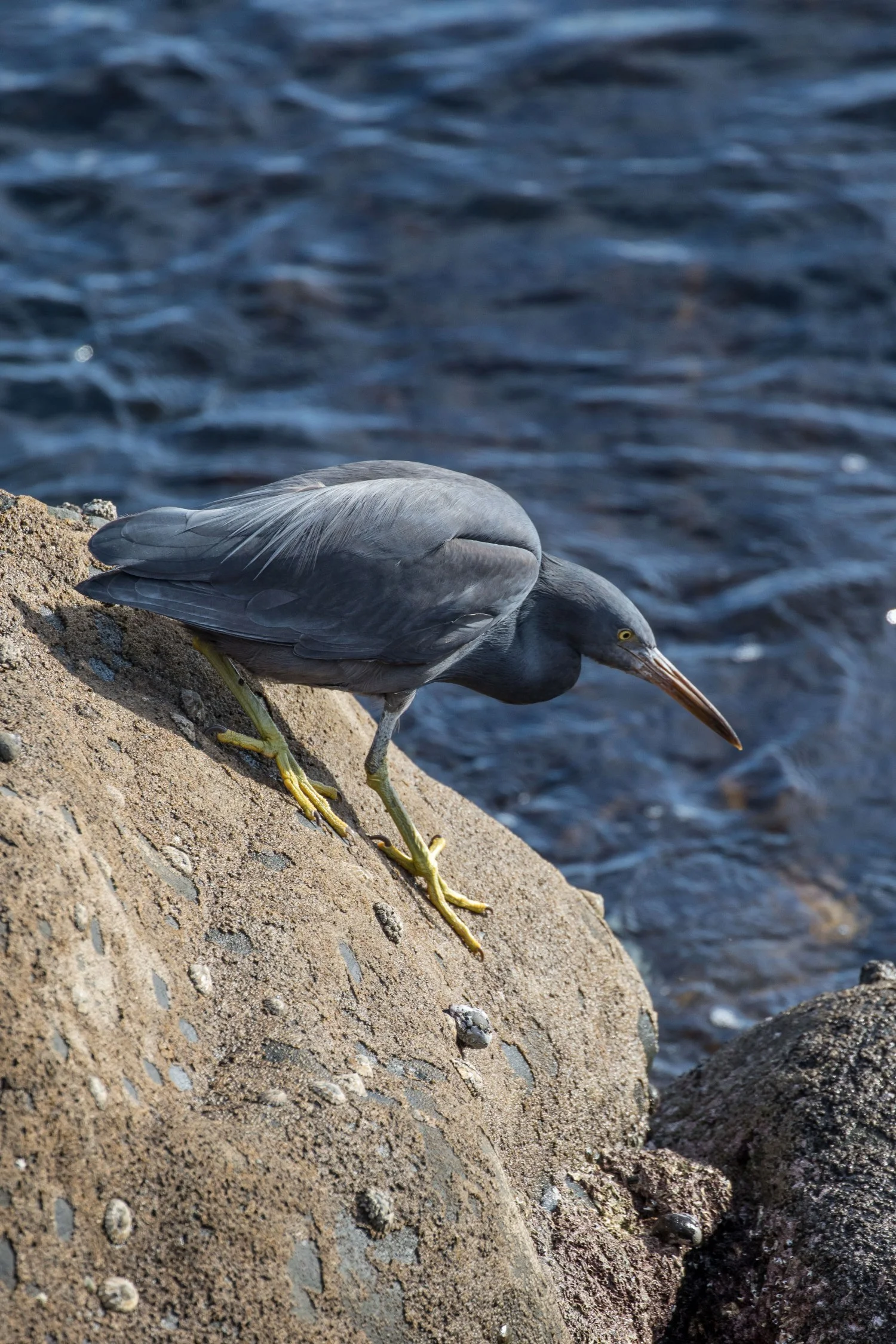 New Plymouth,Coastal Walk,Reef Heron,-5046.JPG