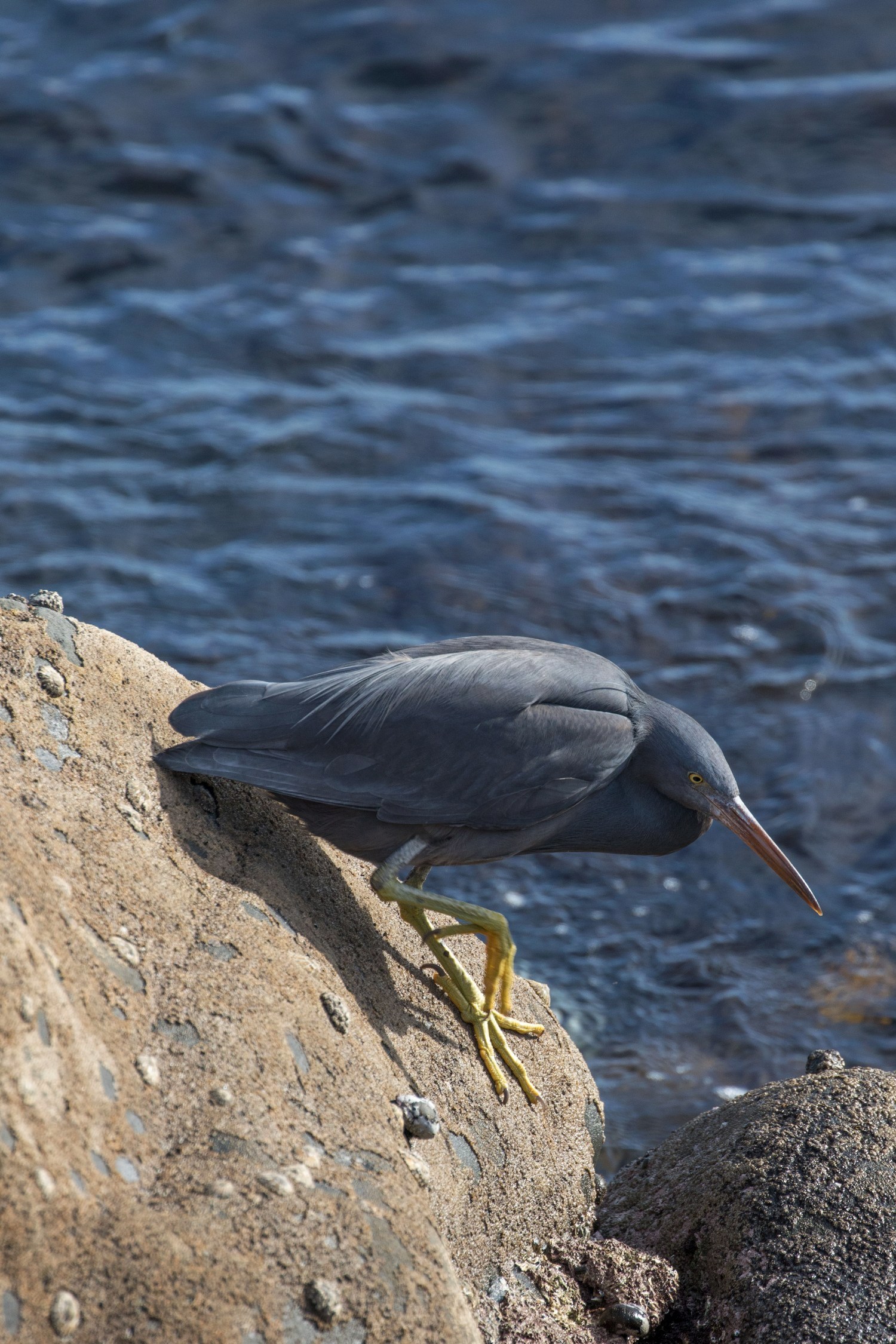 New Plymouth,Coastal Walk,Reef Heron,-5047.JPG