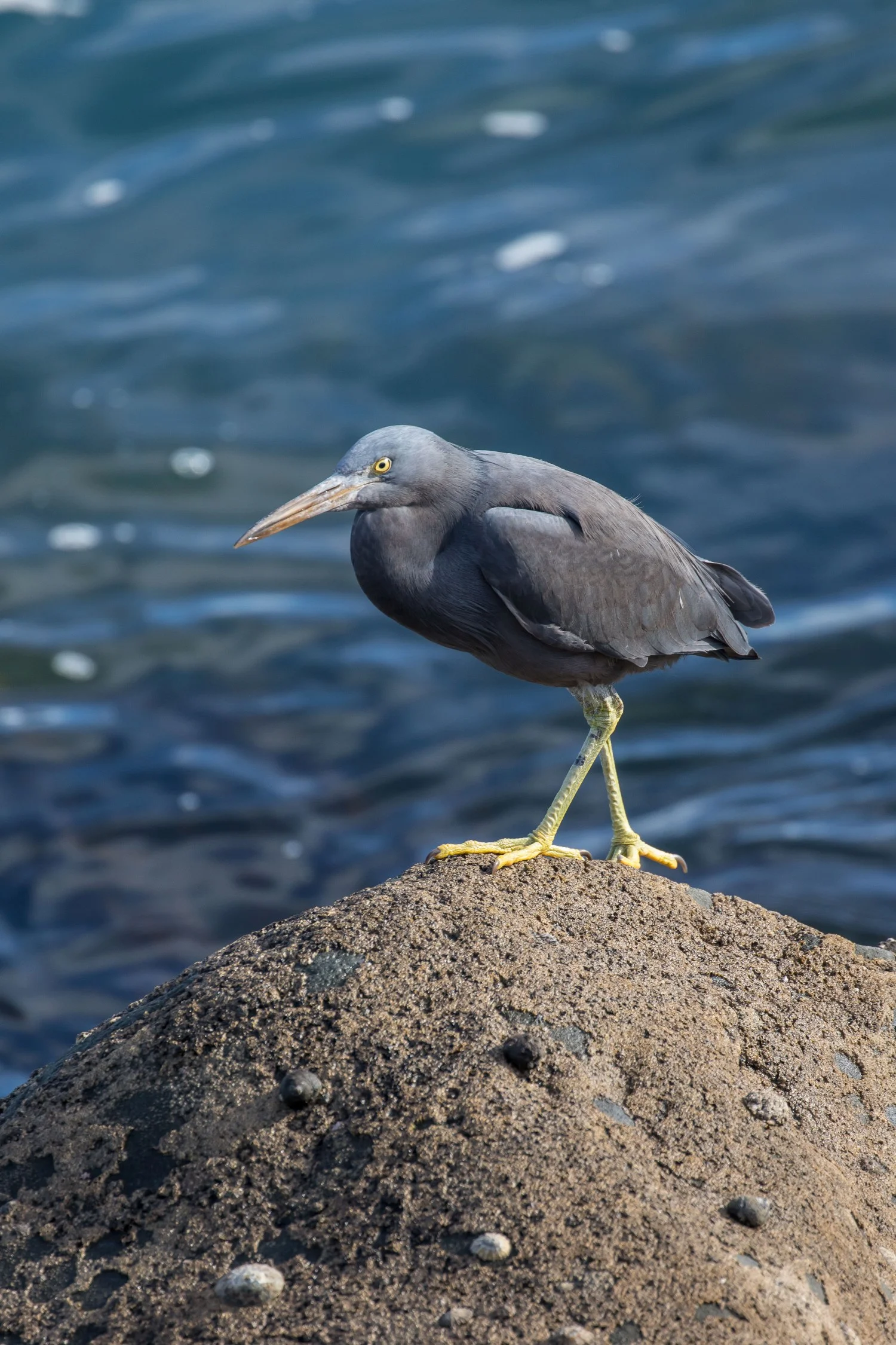 New Plymouth,Coastal Walk,Reef Heron,-5052.JPG