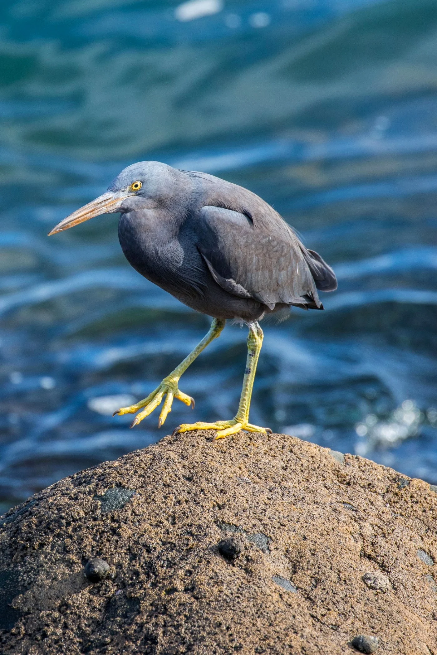 New Plymouth,Coastal Walk,Reef Heron,-5054.JPG