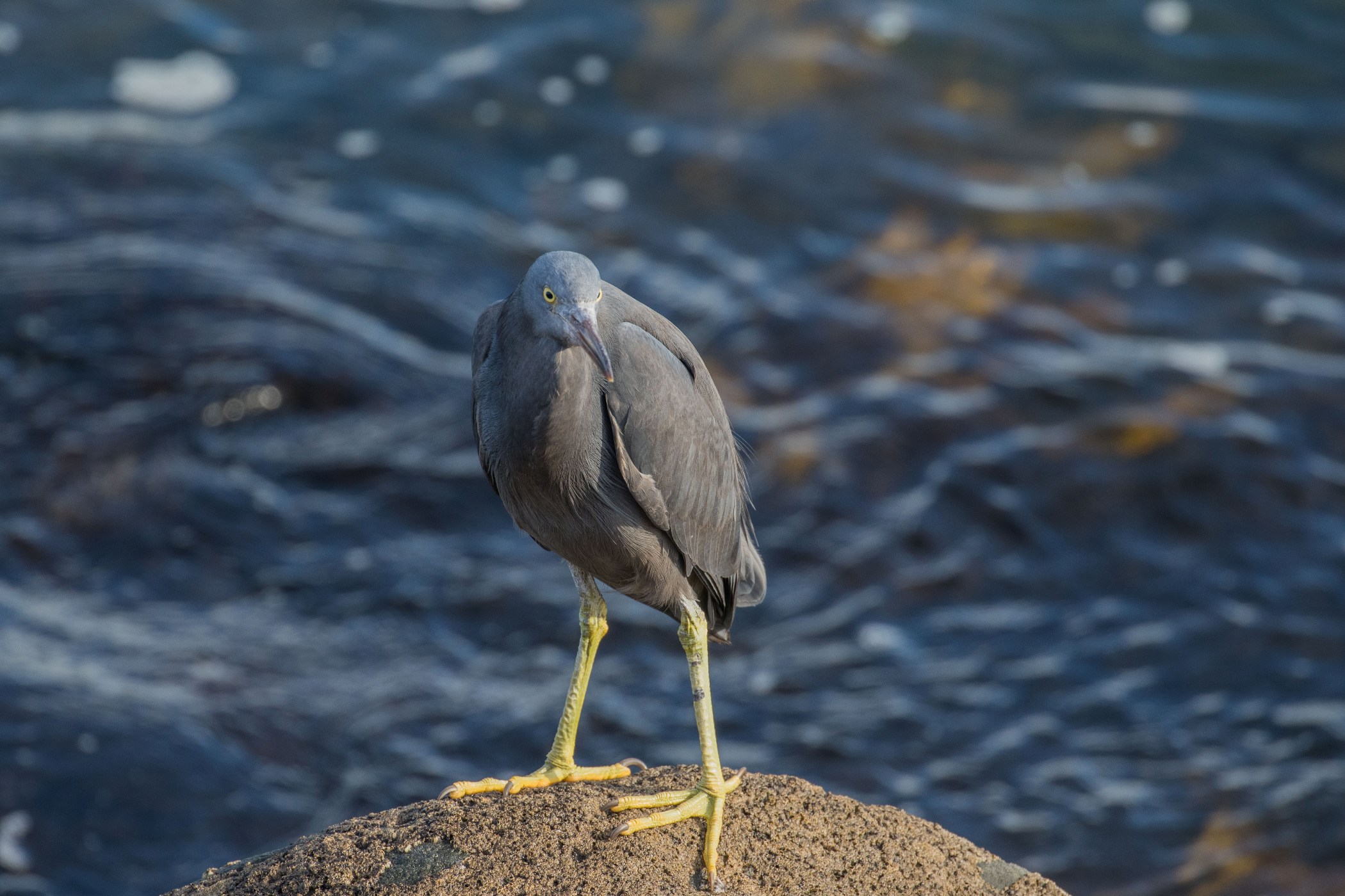 New Plymouth,Coastal Walk,Reef Heron,-5064.JPG