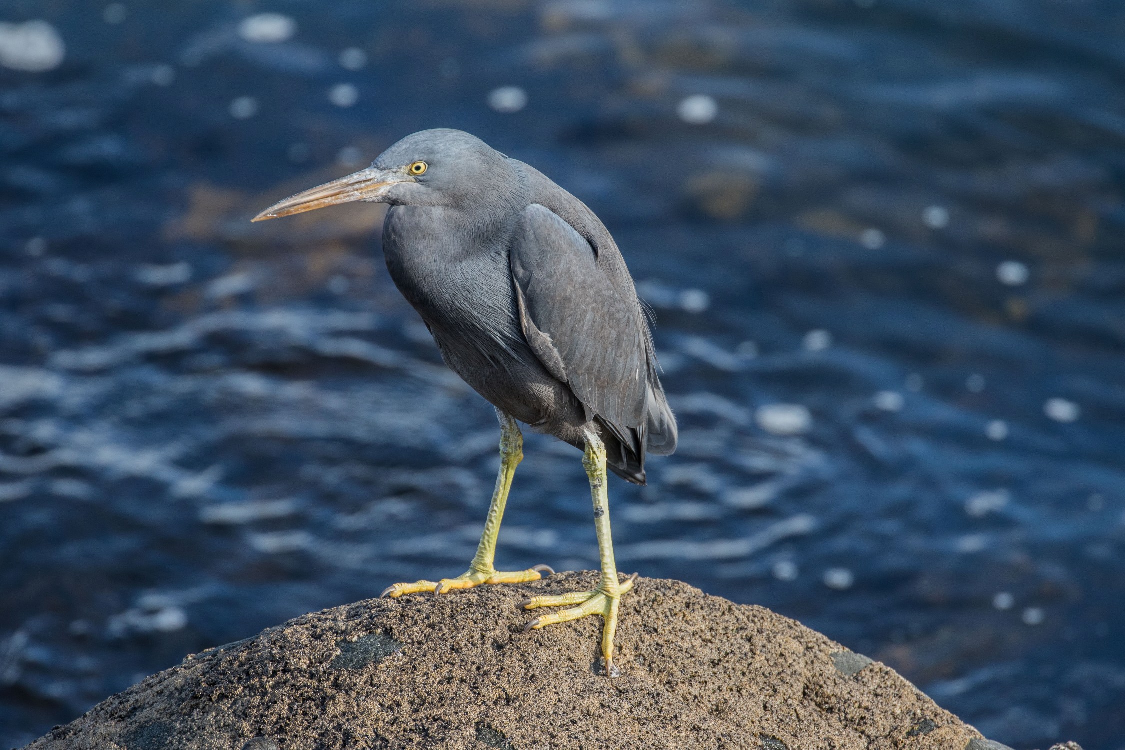New Plymouth,Coastal Walk,Reef Heron,-5069.JPG