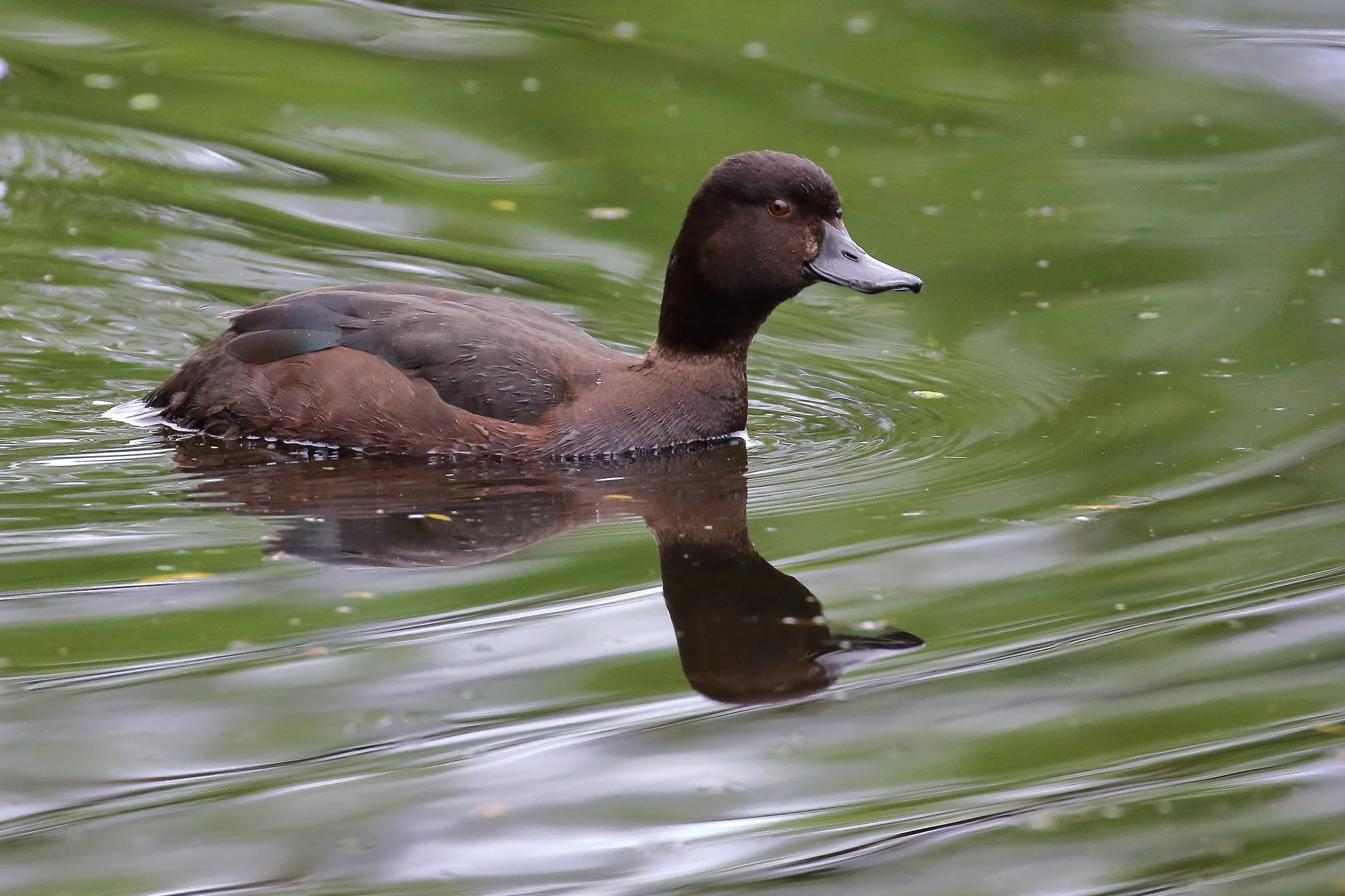 NZ Scaup, Papango,-180.JPG