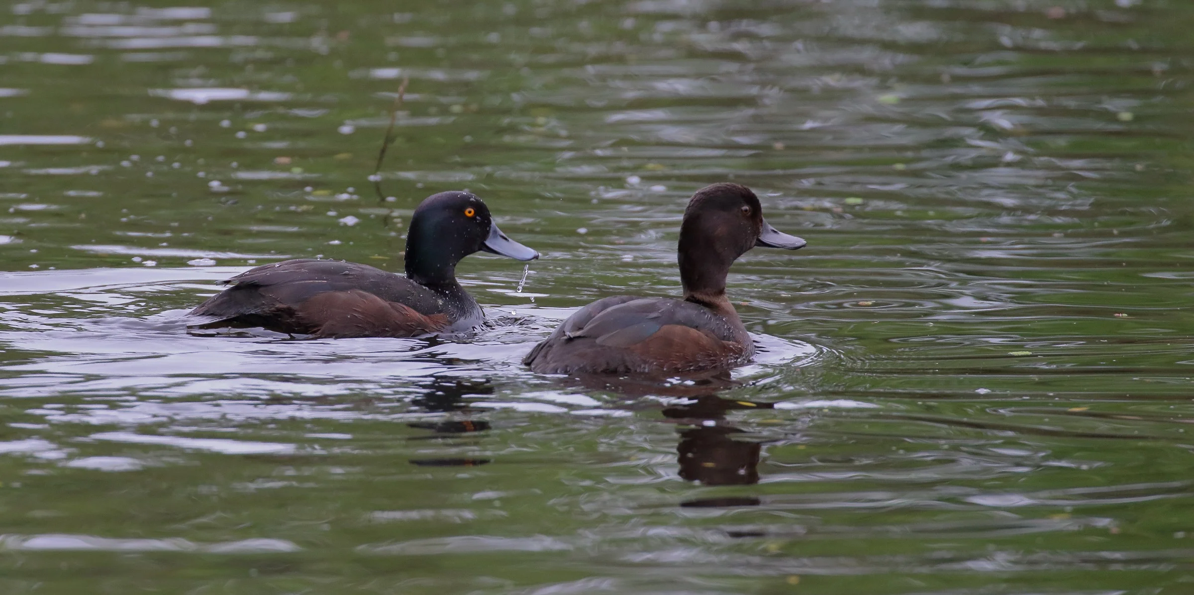 NZ Scaup, Papango,-187.JPG
