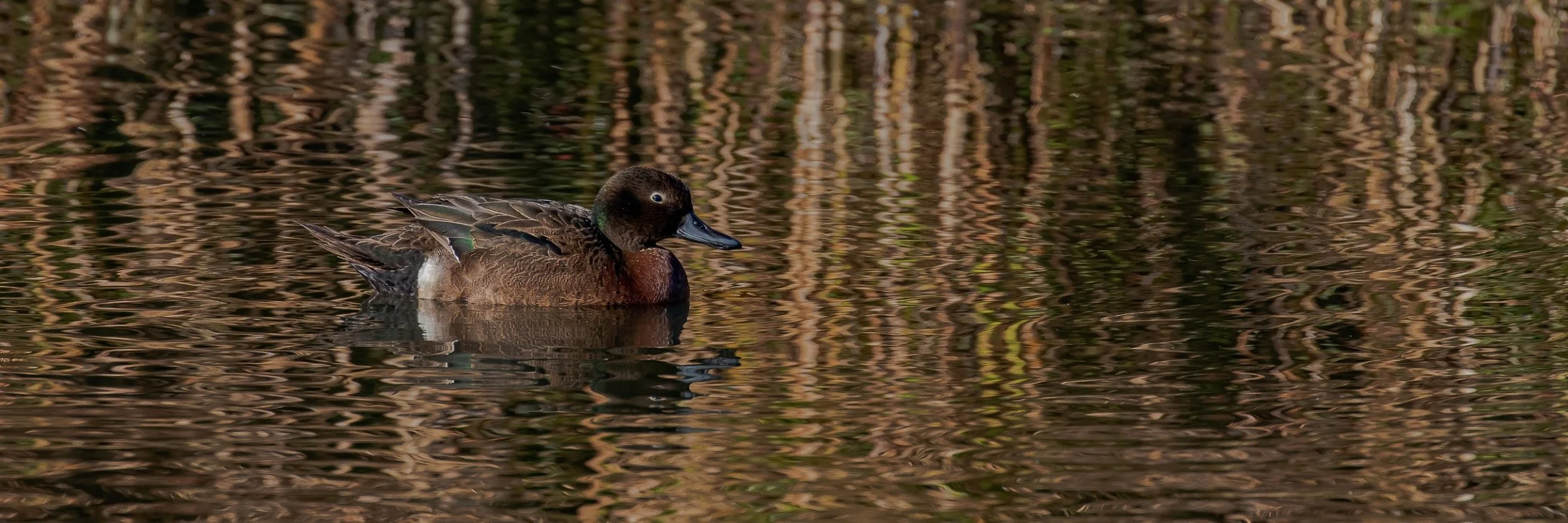 Pateke,Brown Teal,-227.JPG