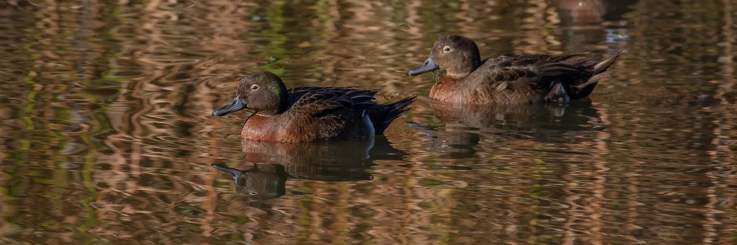 Pateke,Brown Teal,-234.JPG