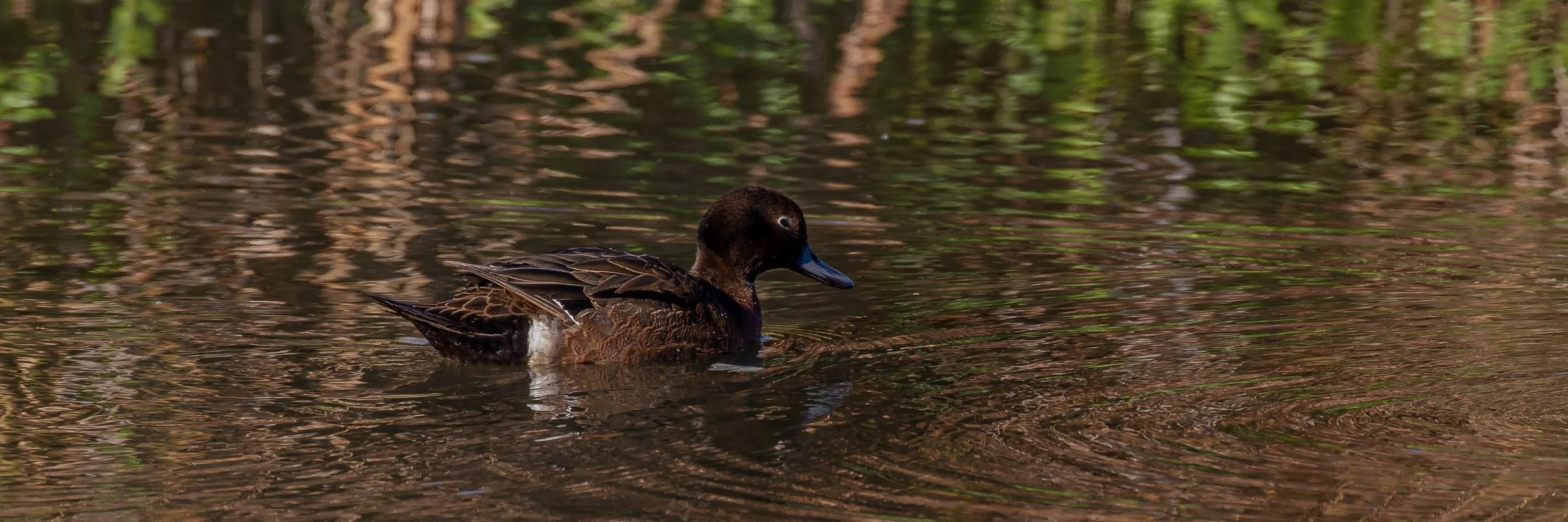 Pateke,Brown Teal,-255.JPG