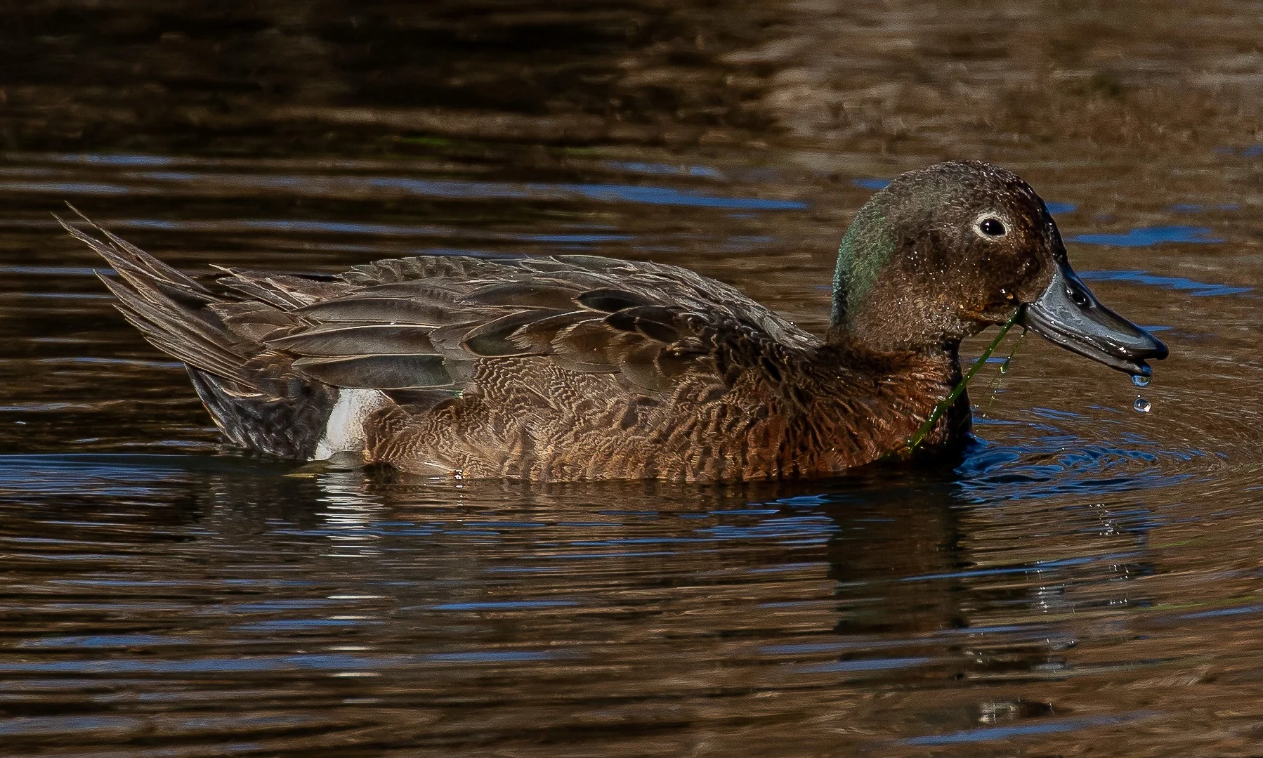 Pateke,Brown Teal,-259.JPG