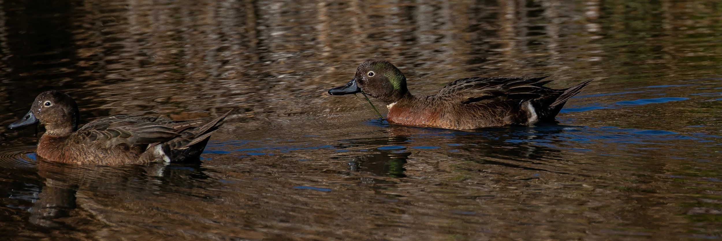 Pateke,Brown Teal,-268.JPG