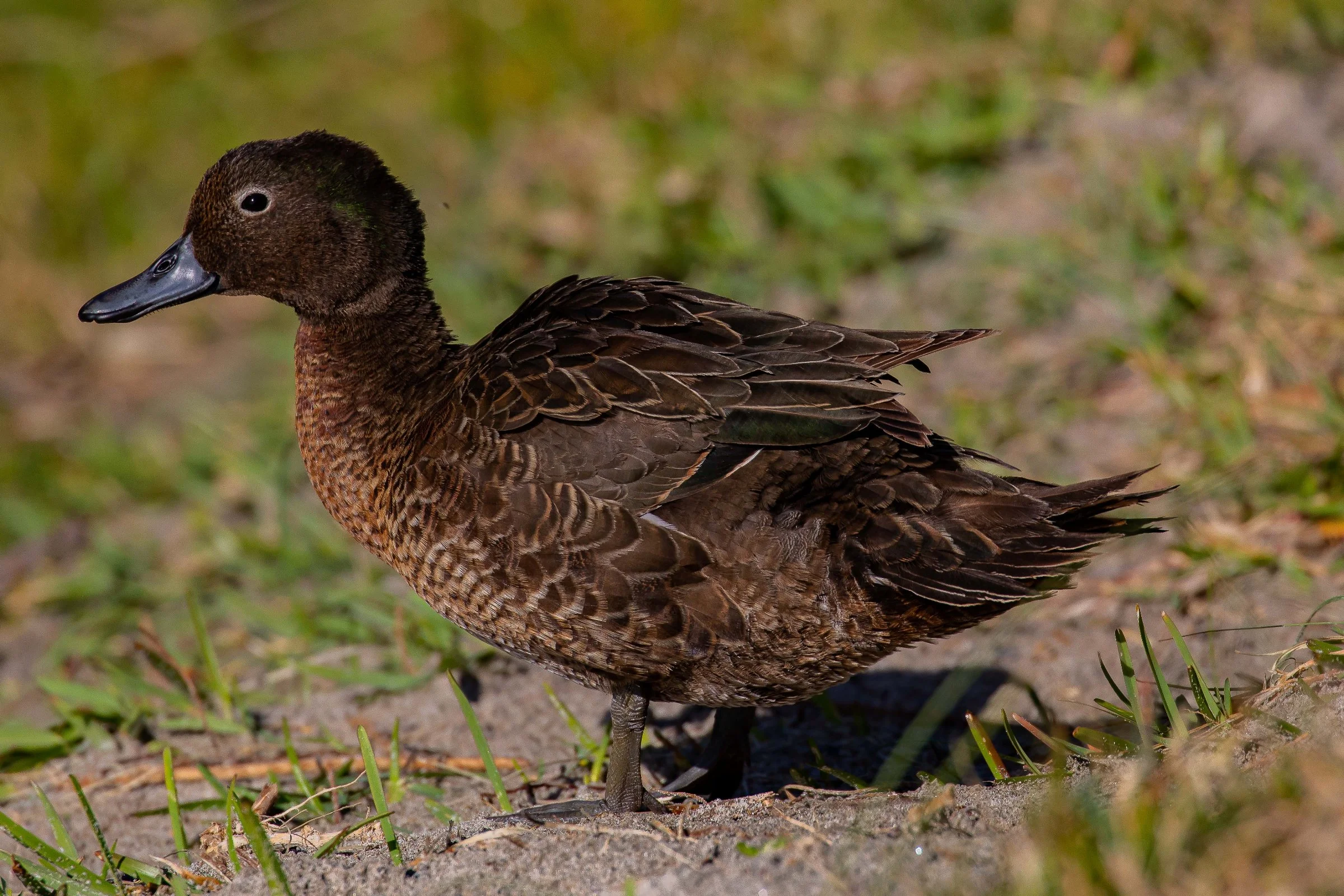 Pateke,Brown Teal,-744.JPG