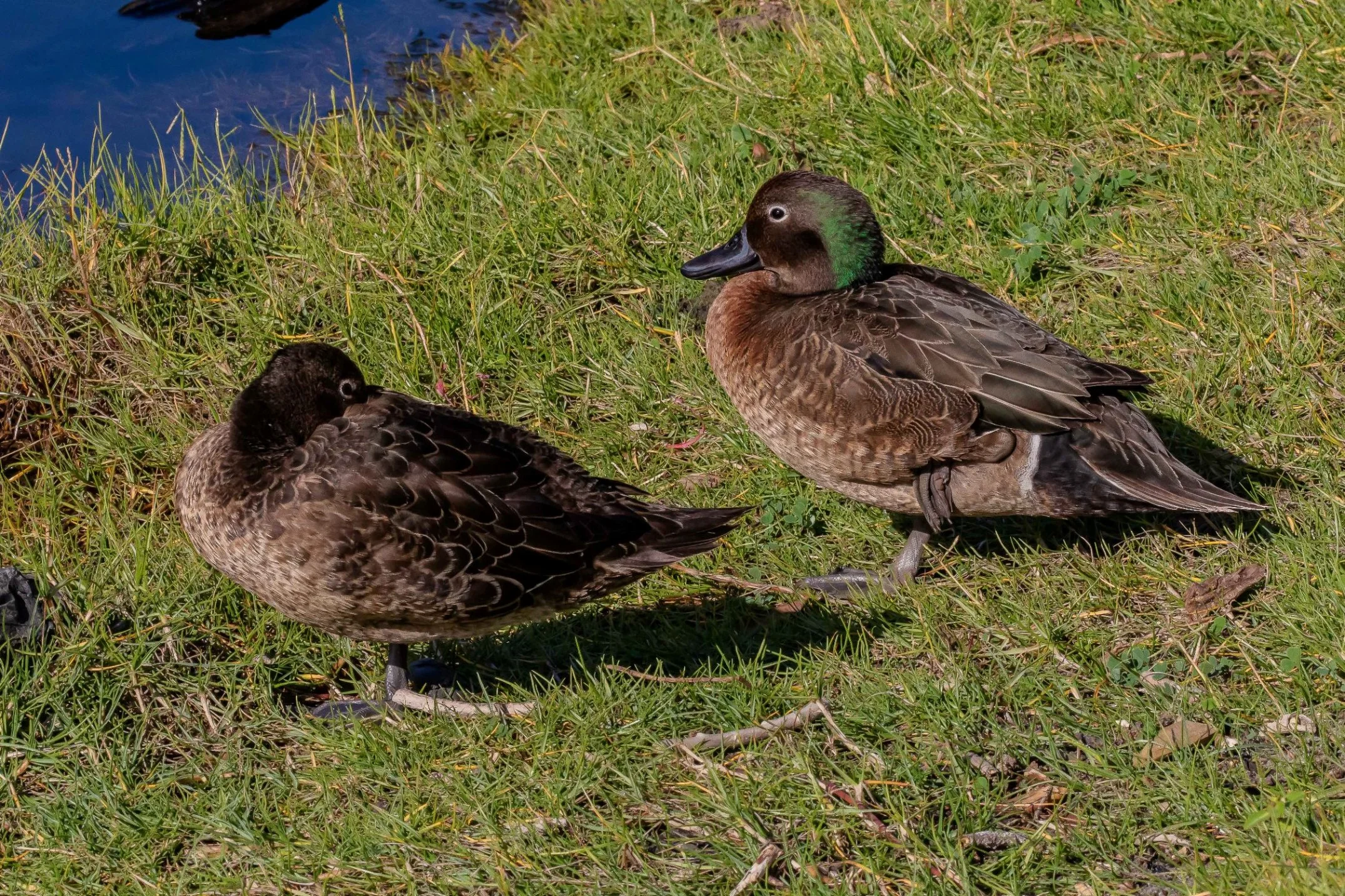 Pateke,Brown Teal,-779.JPG