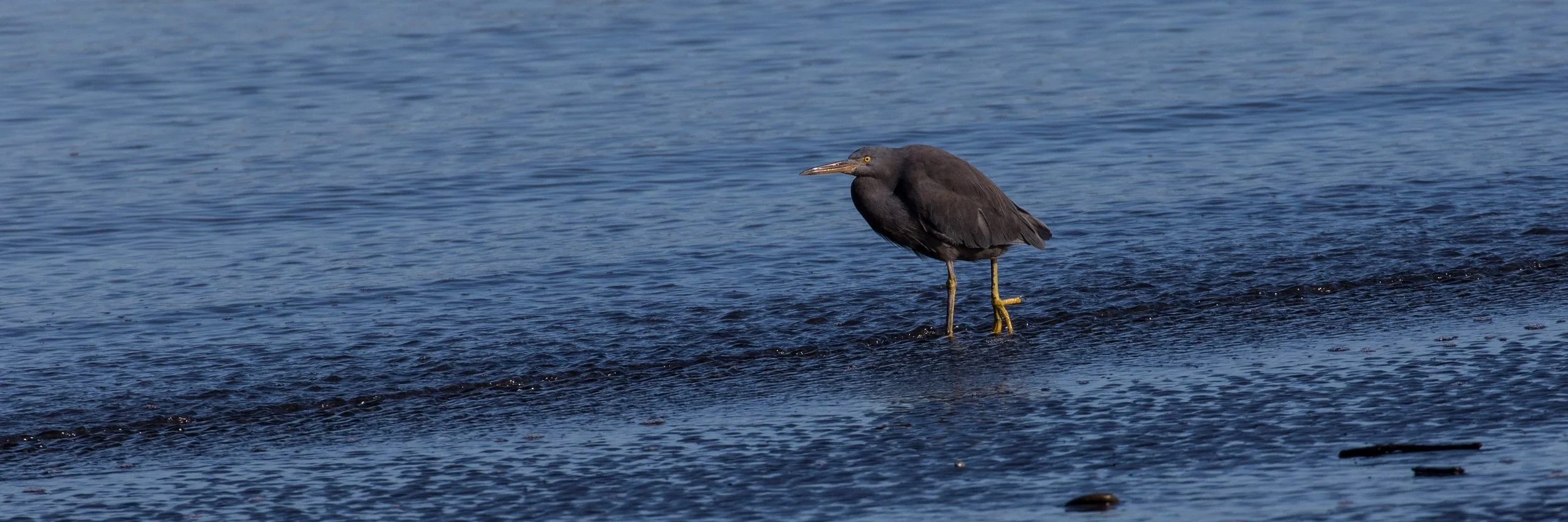 Reef Heron,-4149.JPG