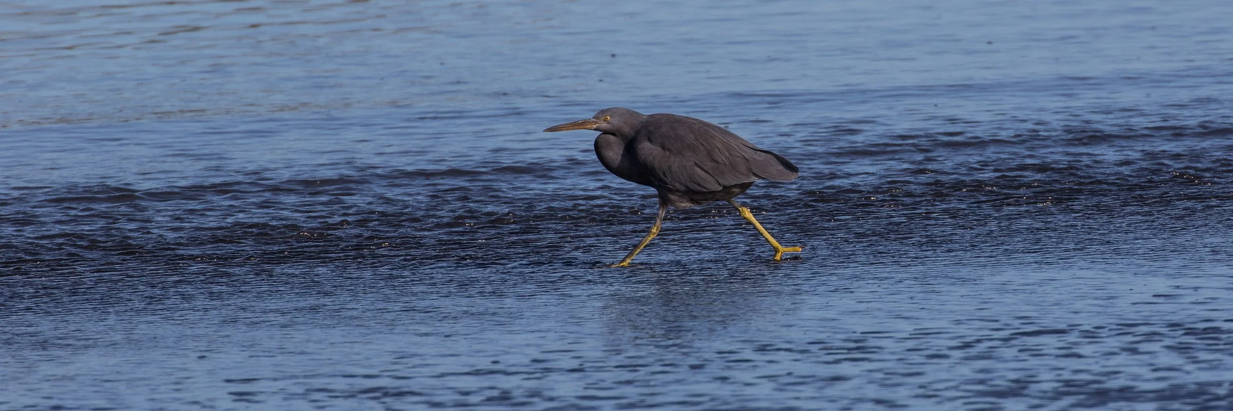 Reef Heron,-4156.JPG