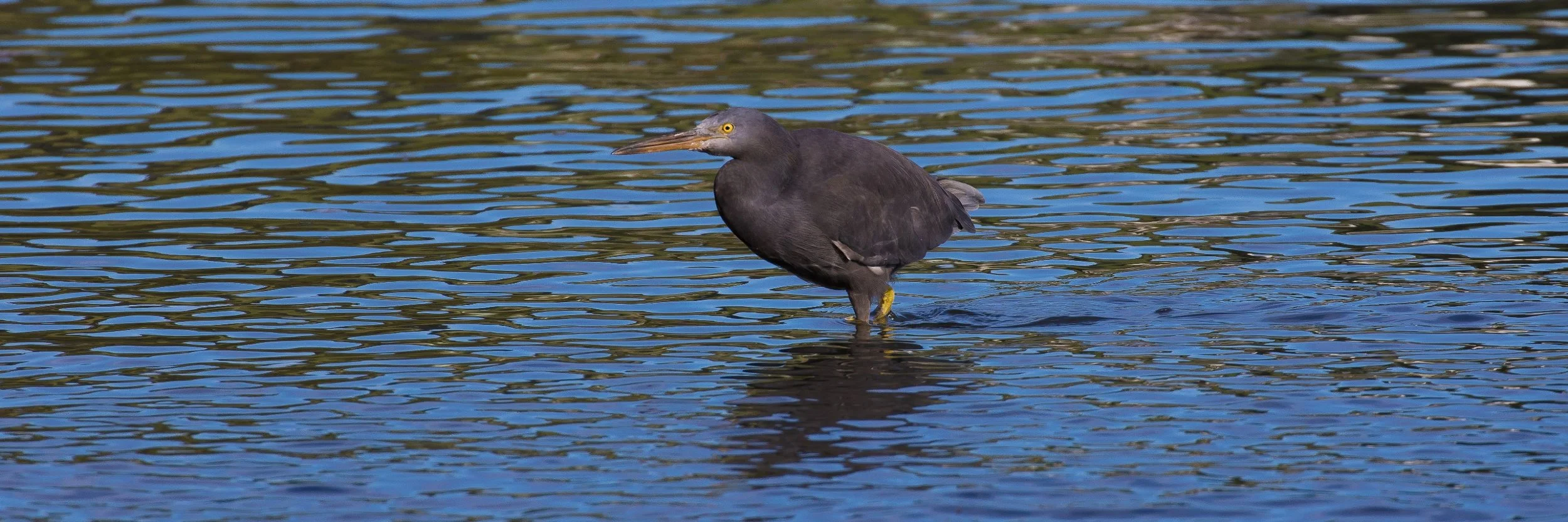 Reef Heron,-4180.JPG