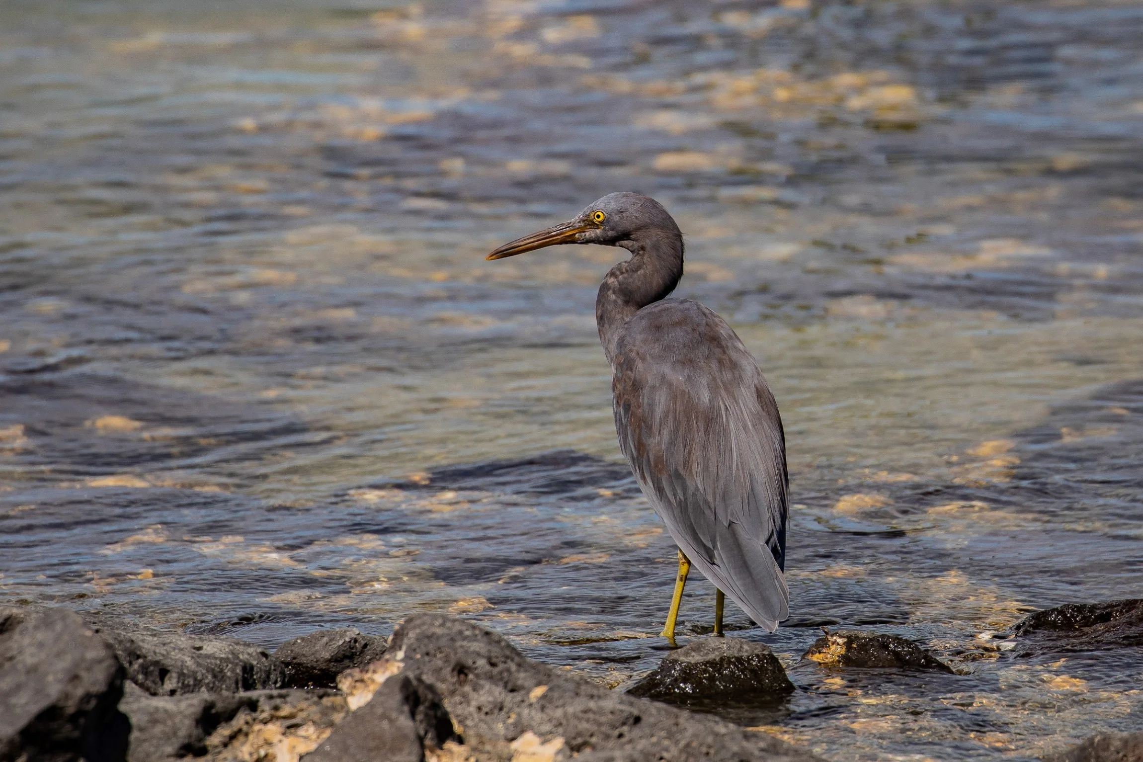 Reef Heron,Matuku Moana,-731.JPG