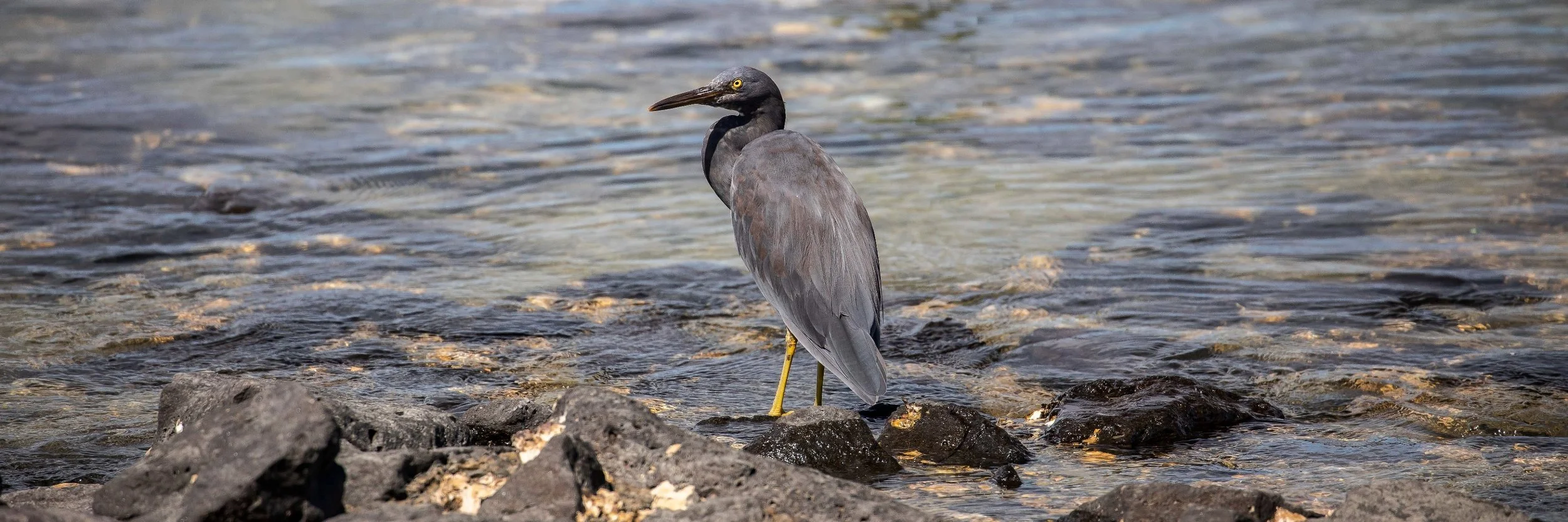 Reef Heron,Matuku Moana,-738.JPG
