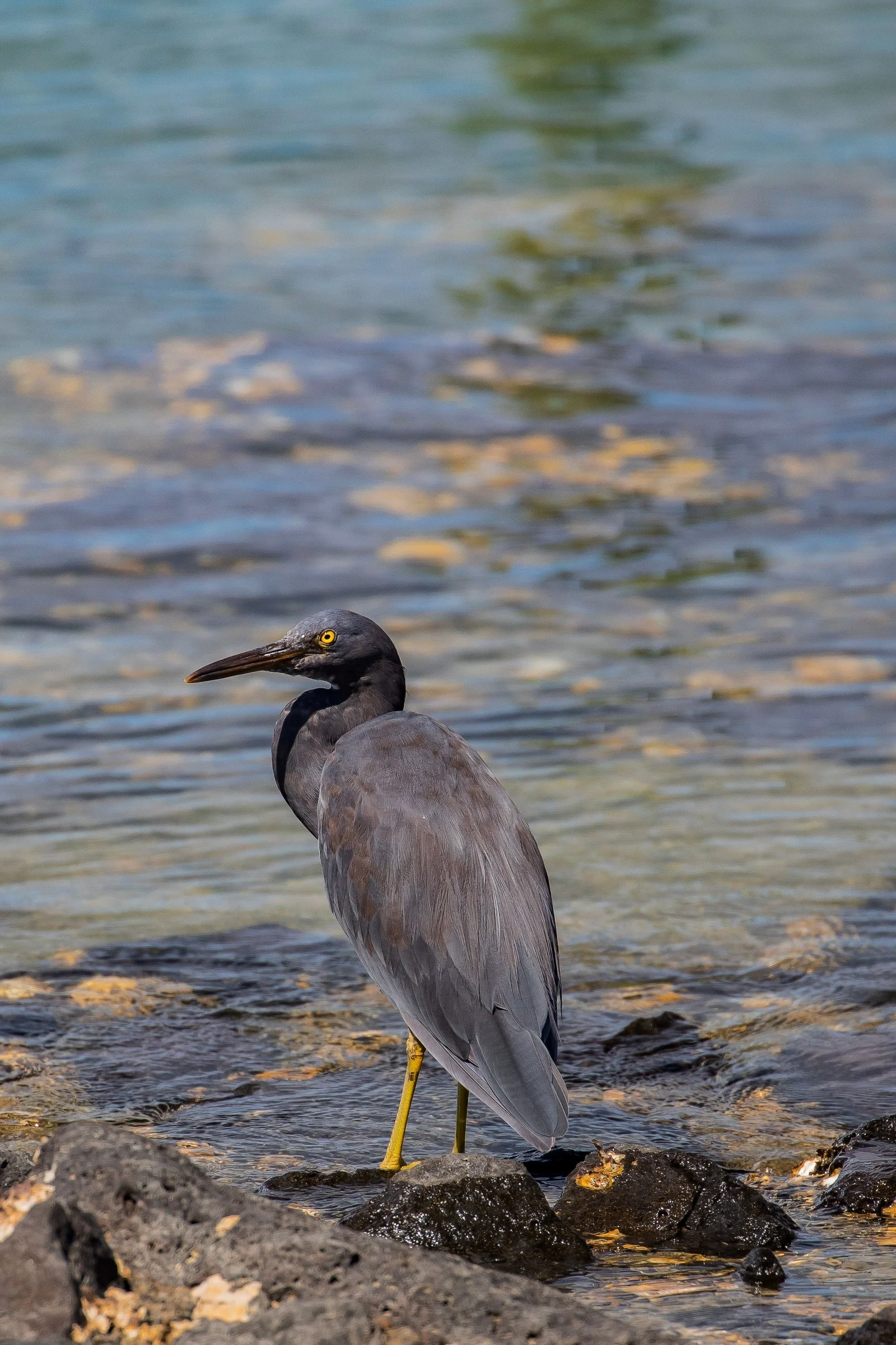 Reef Heron,Matuku Moana,-739.JPG