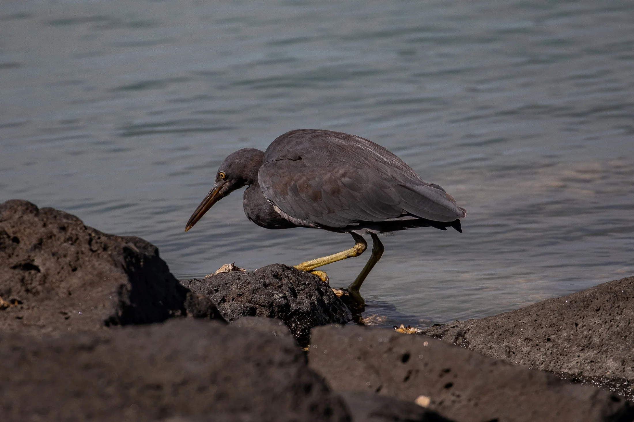 Reef Heron,Matuku Moana,-765.JPG