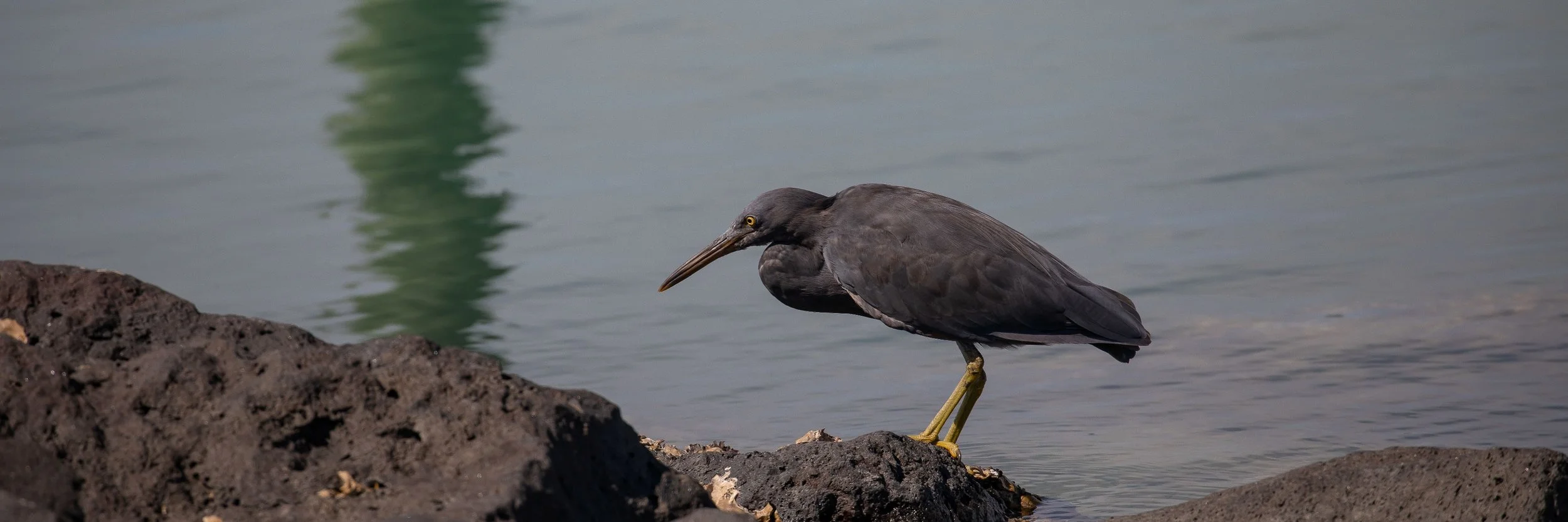 Reef Heron,Matuku Moana,-768.JPG