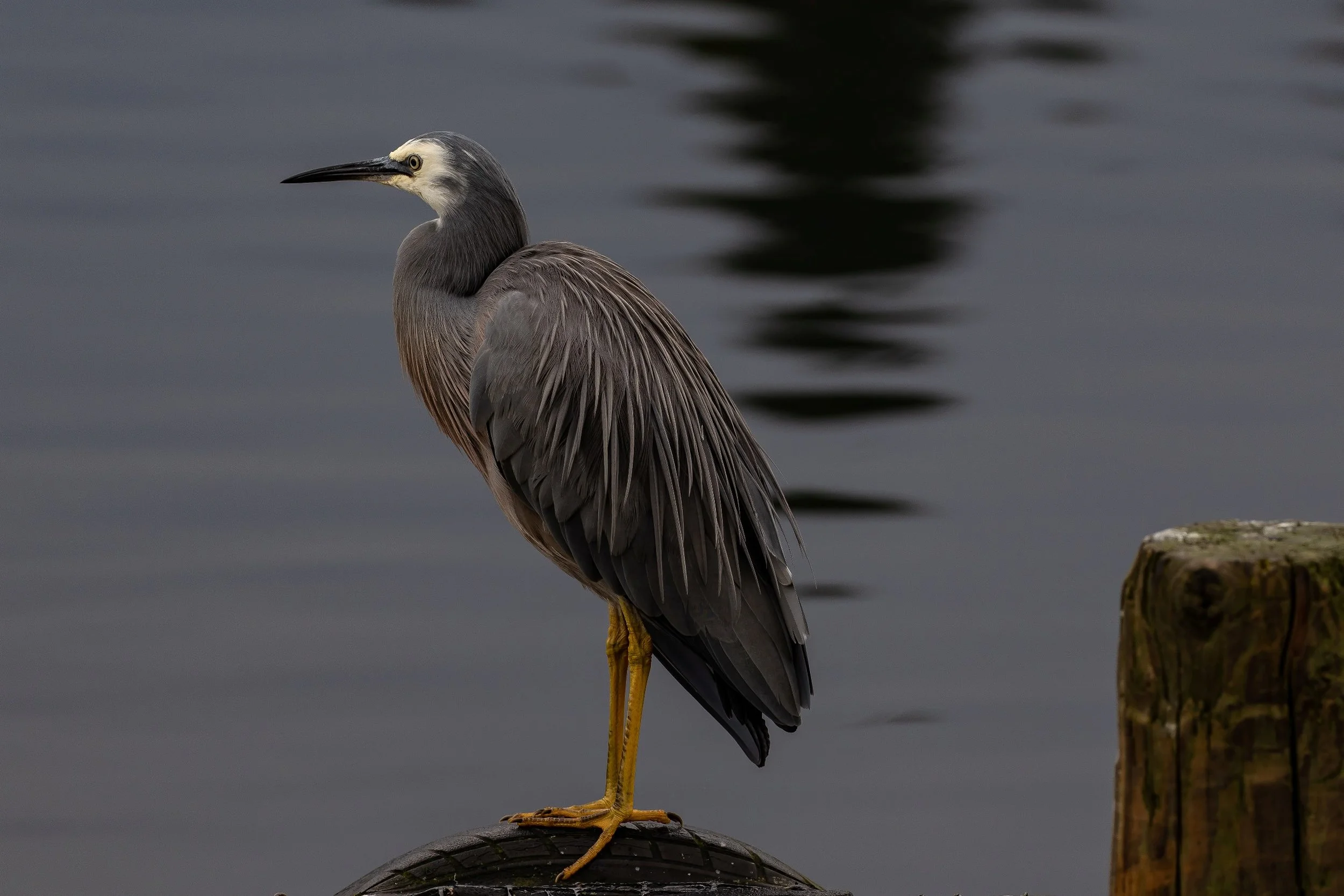 White Faced Heron,-017.JPG