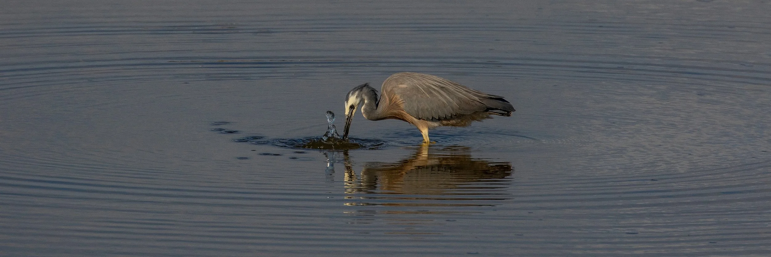 White Faced Heron,-255.JPG