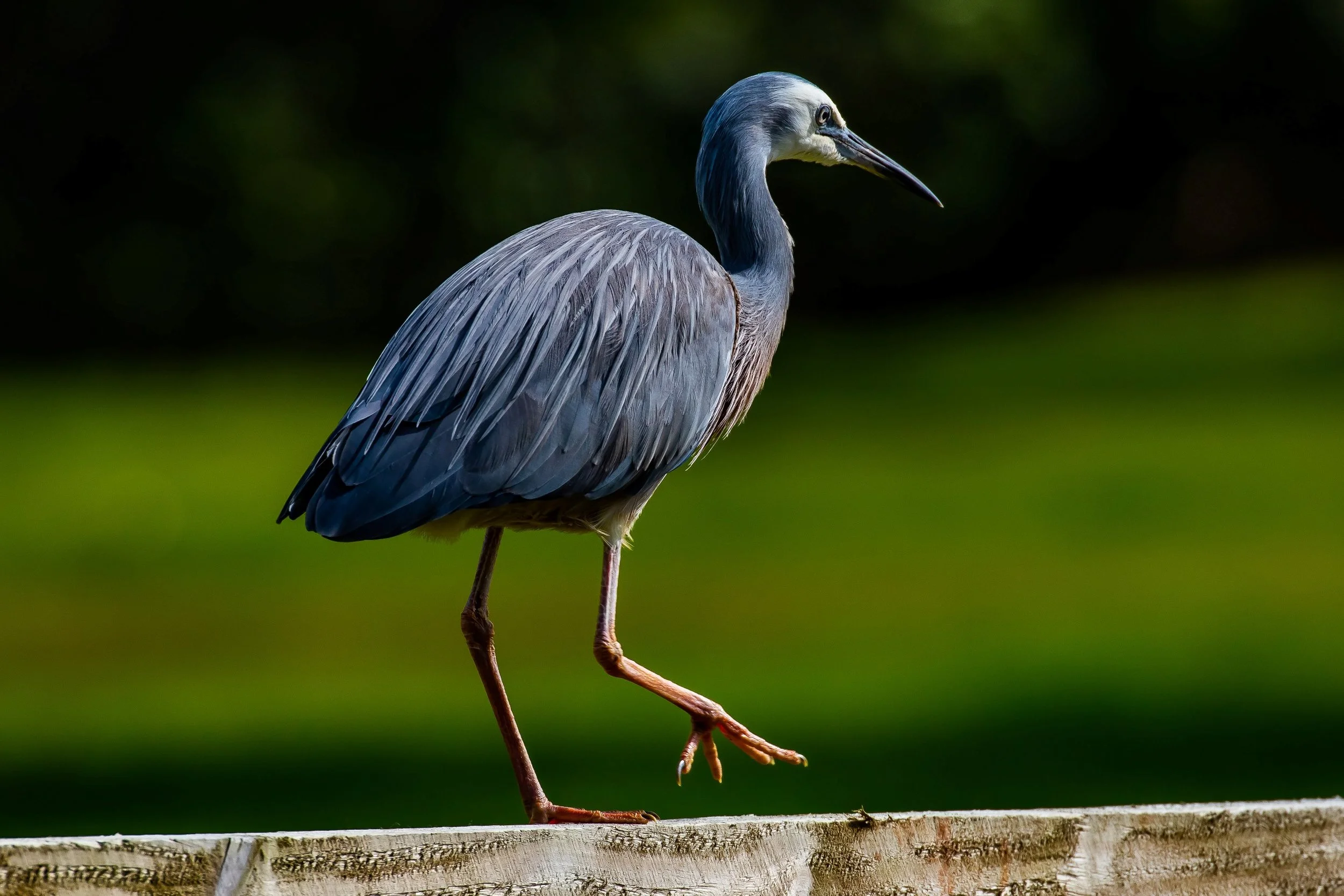 White Faced Heron,-262.JPG