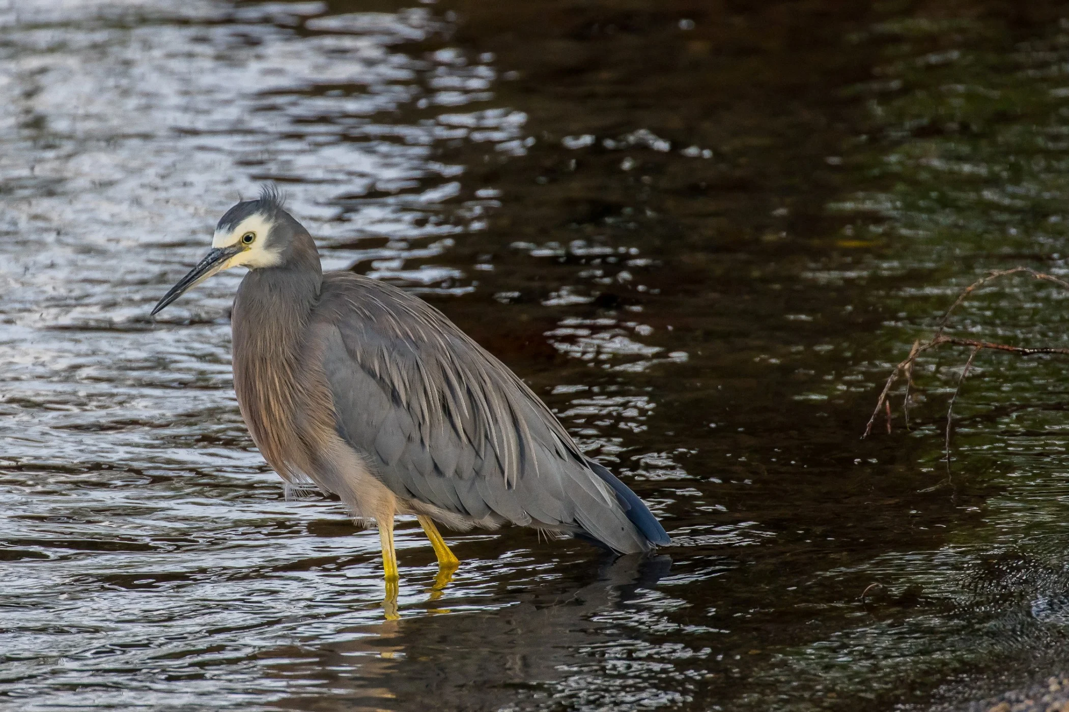 White Faced Heron,-388.JPG