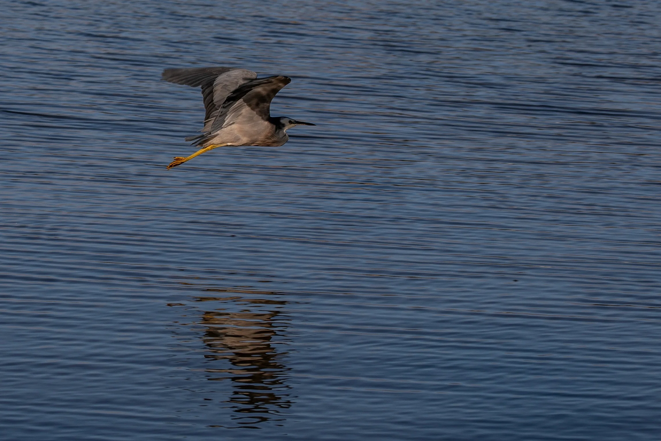 White faced heron,-625.JPG