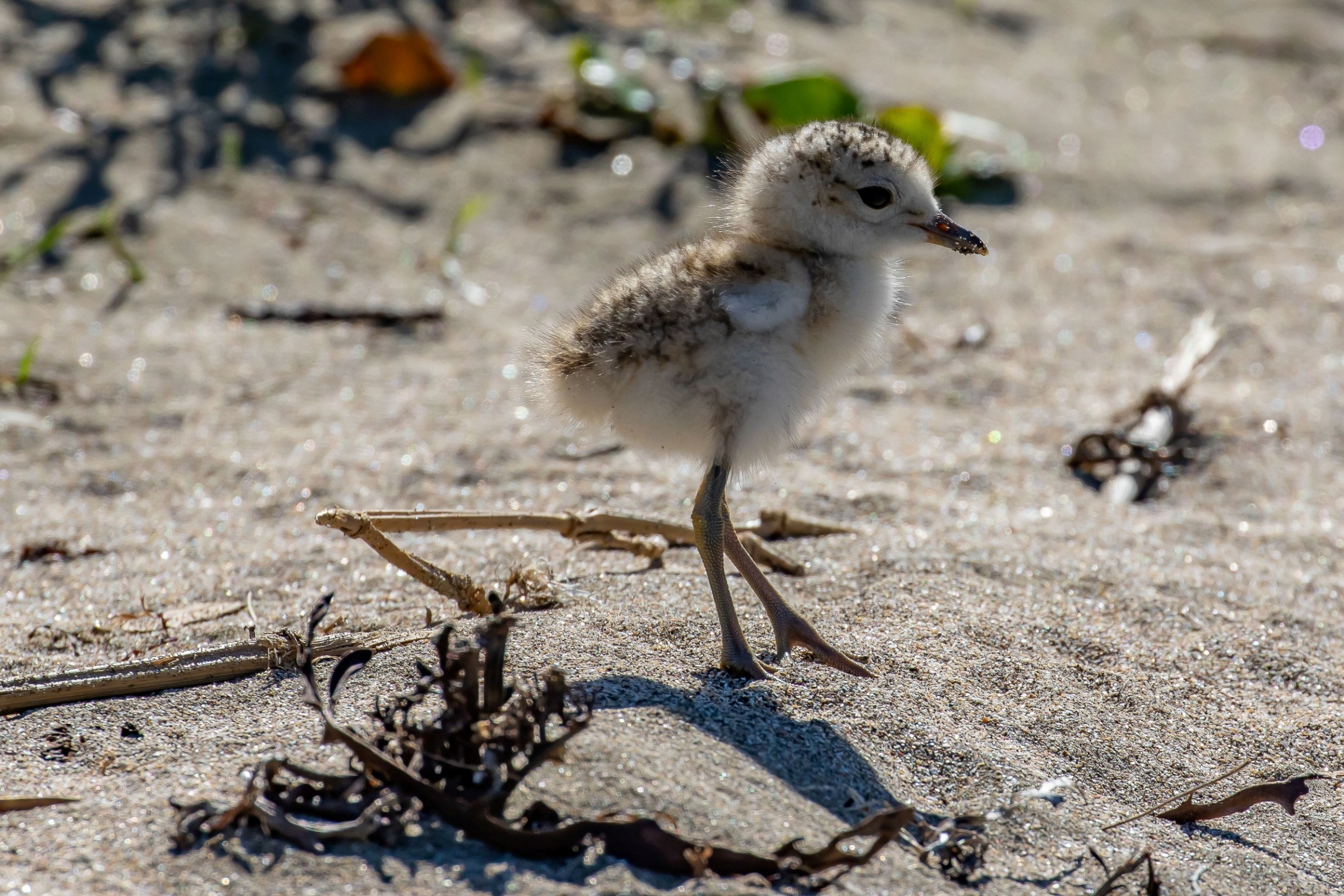 Dotterel Chick,-2100.JPG
