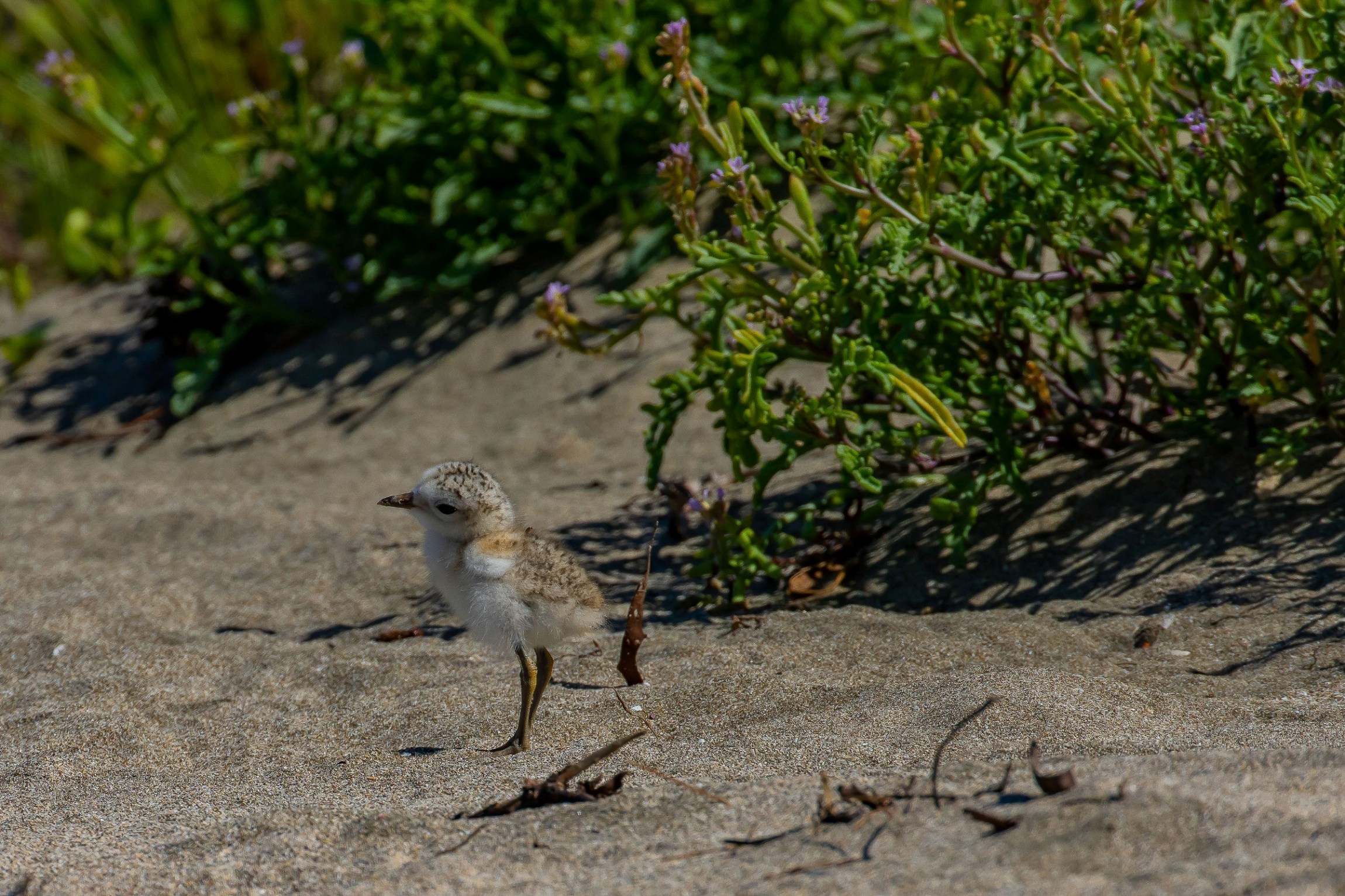 Dotterel Chick,-2113.JPG