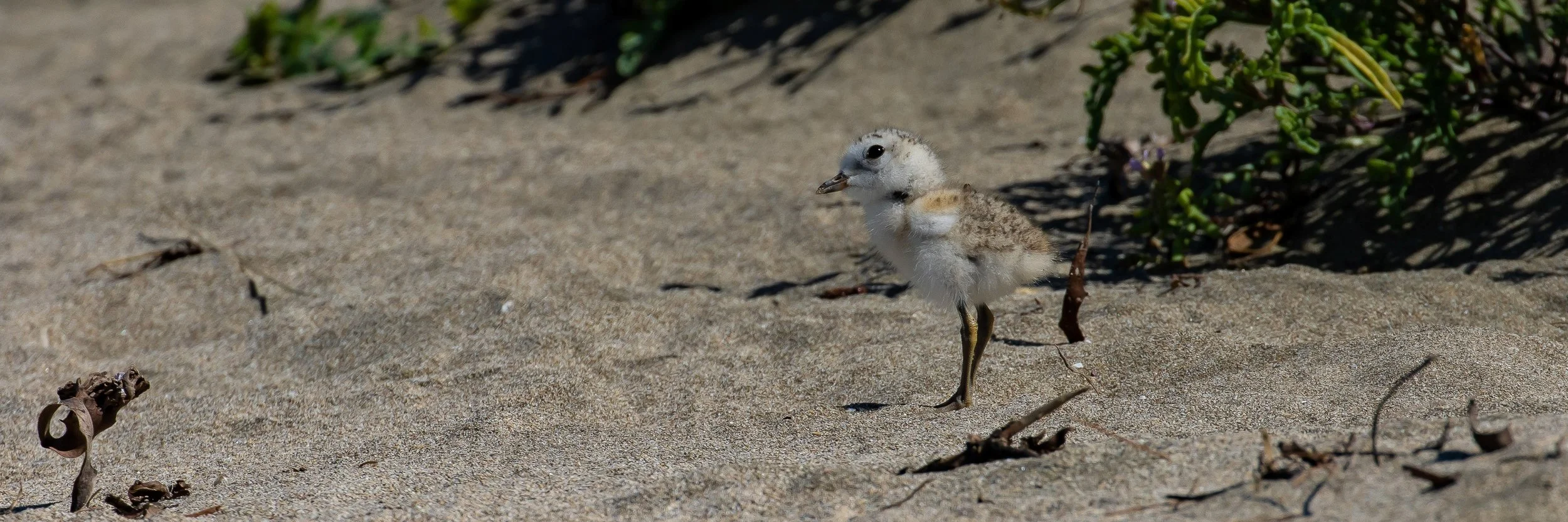 Dotterel Chick,-2117.JPG