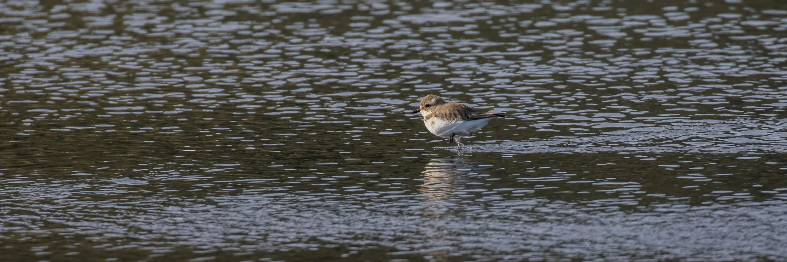 Banded Dotterel,-4225.JPG