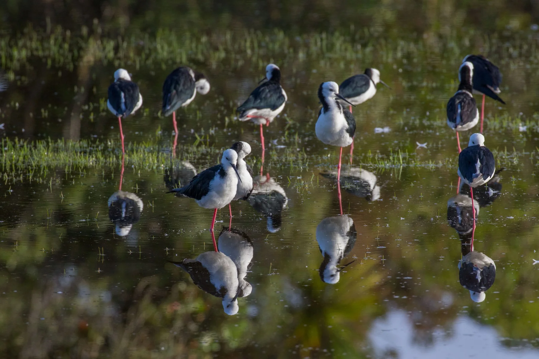 Pied Stilt,-3032d.jpg