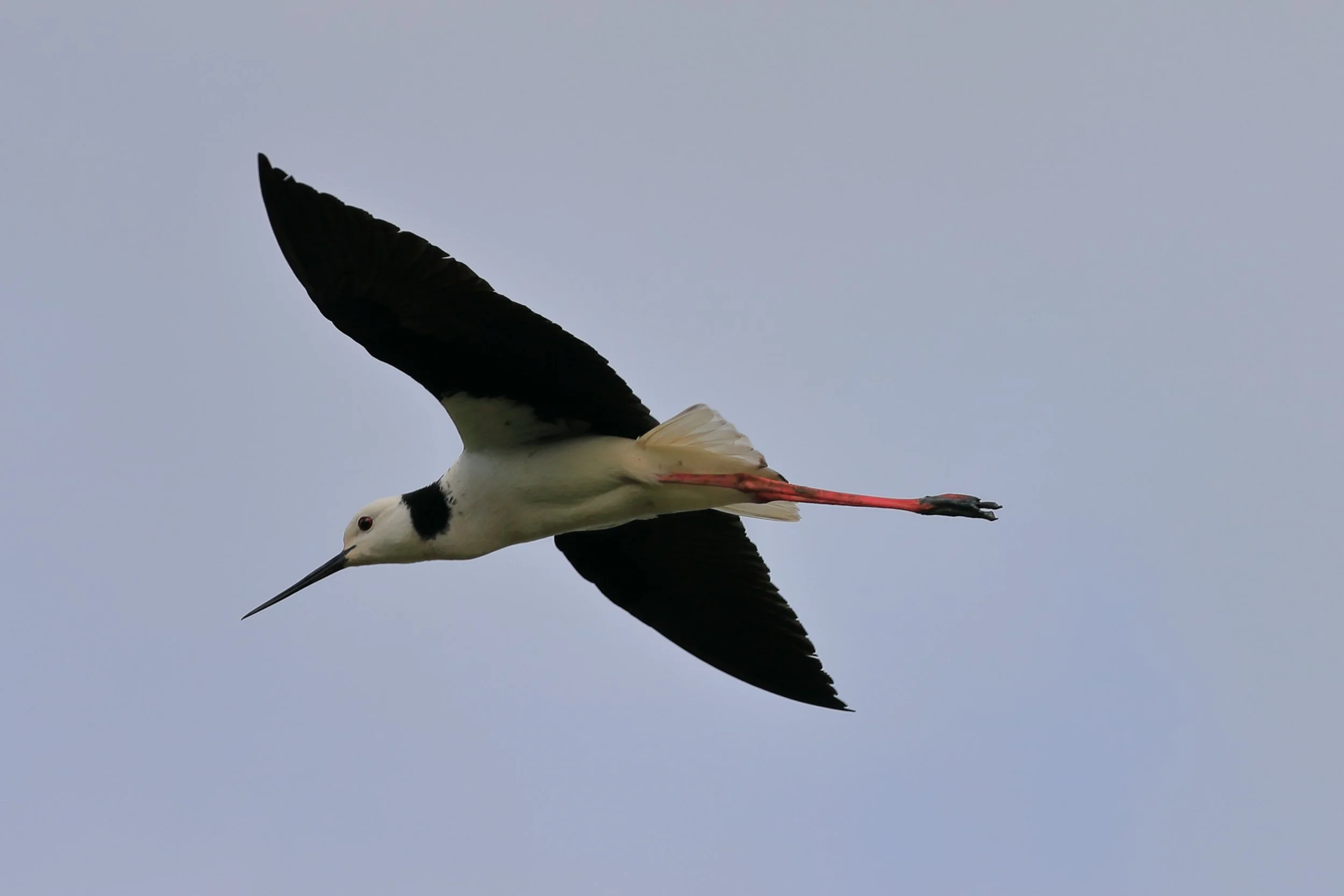 Poaka,Pied Stilt,-243.JPG