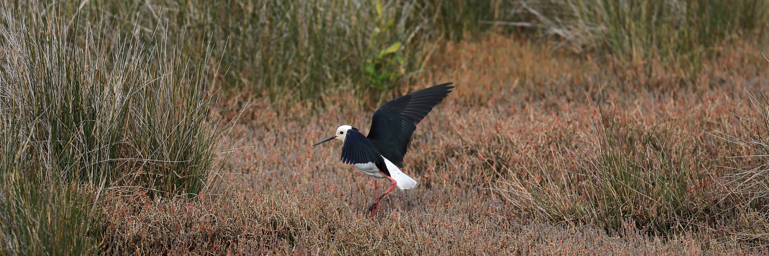 Poaka,Pied Stilt,-278.JPG