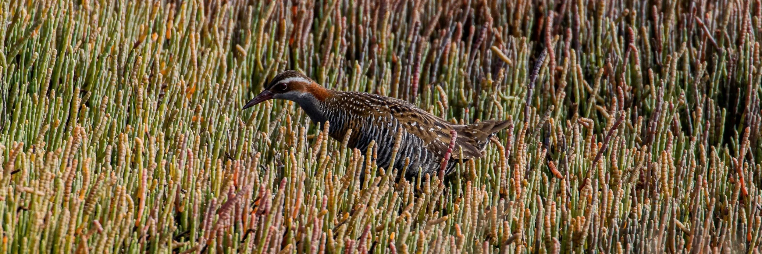 Banded rail,Mohu-pereru,-427.JPG