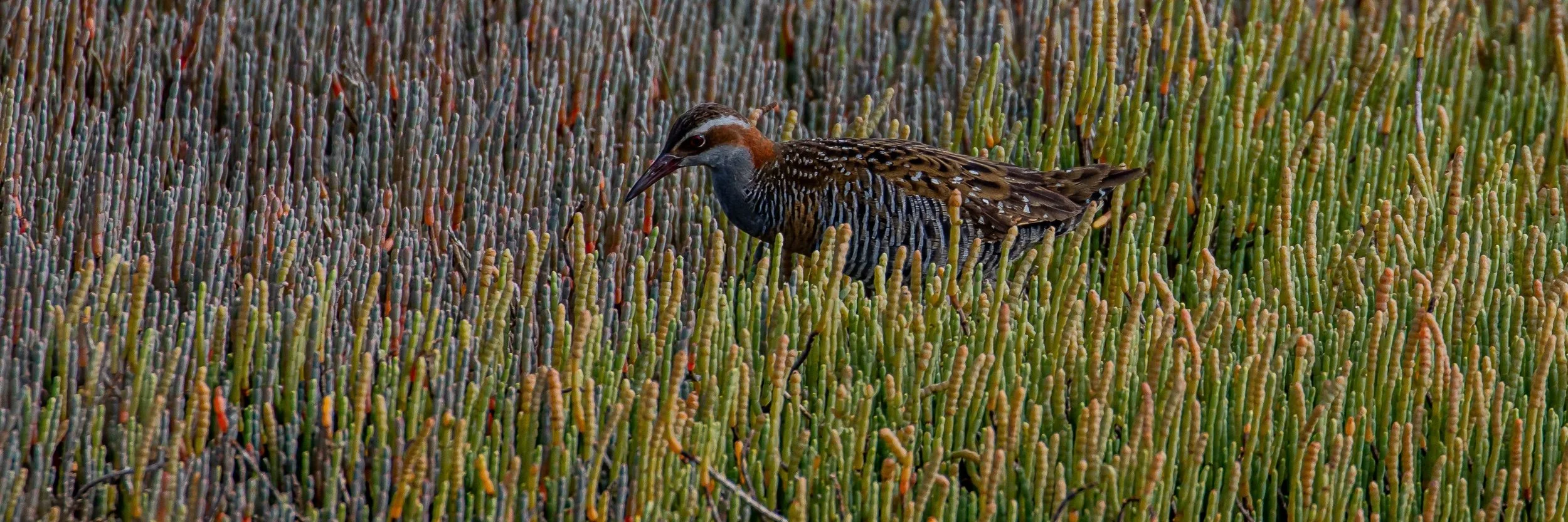 Banded rail,Mohu-pereru,-432.JPG