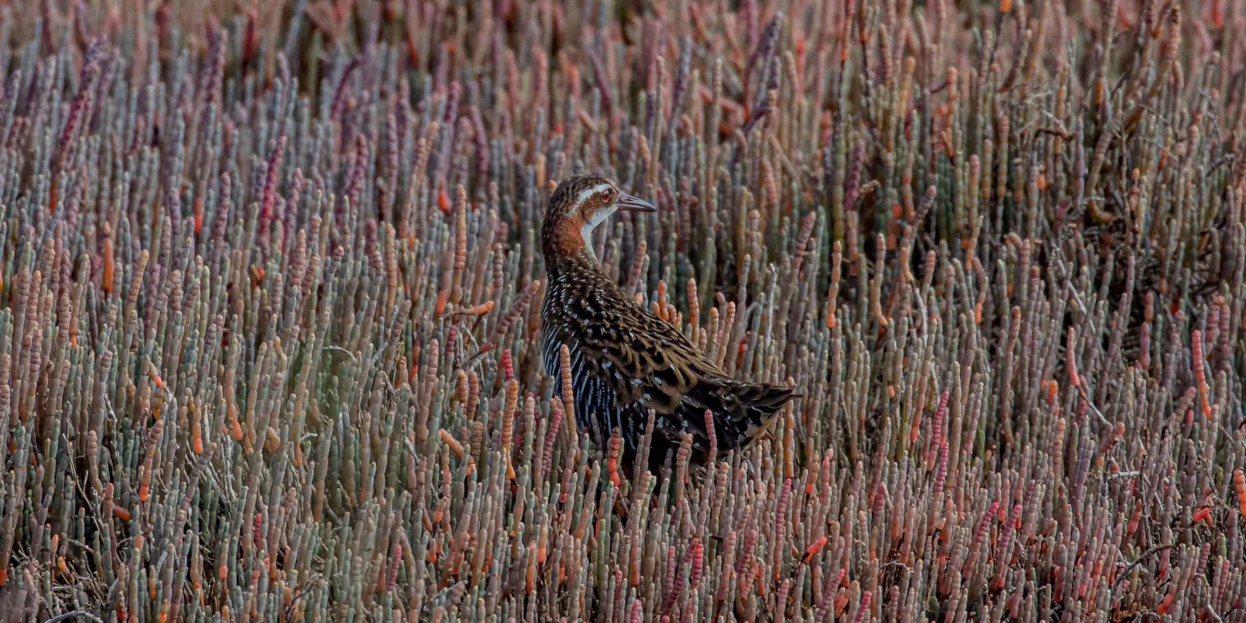 Banded rail,Mohu-pereru,-435.JPG