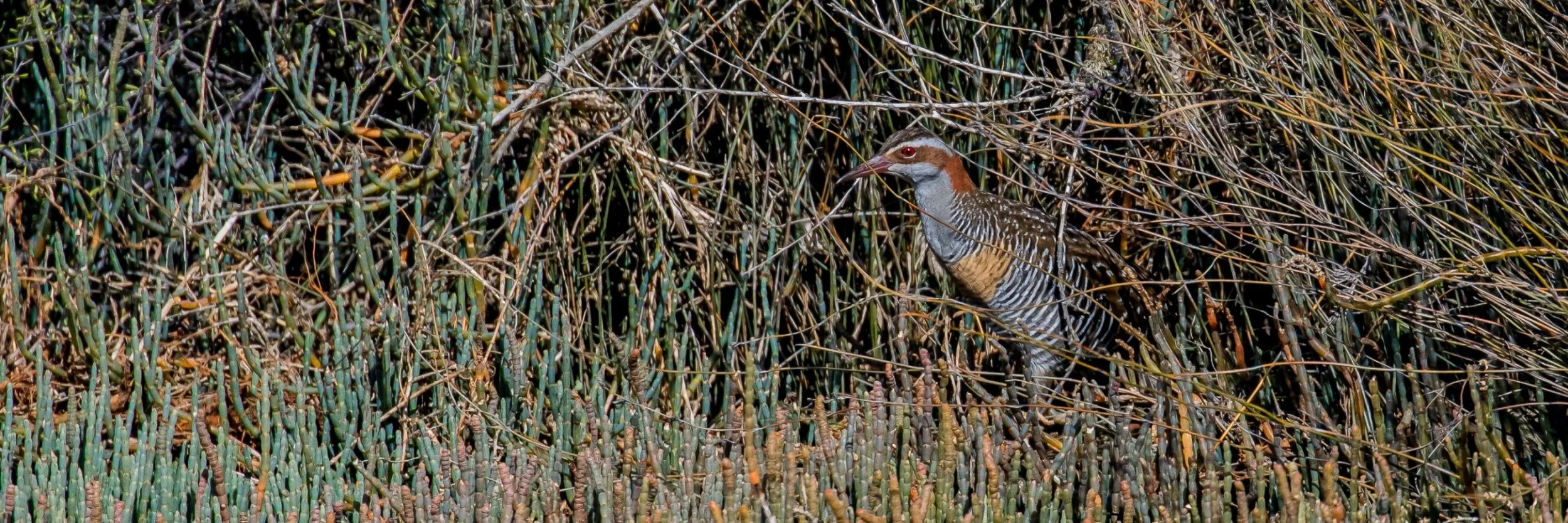 Banded rail,Mohu-pereru,-467.JPG
