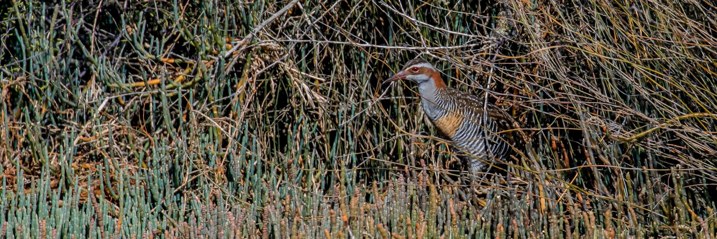 Banded rail,Mohu-pereru,-467.JPG